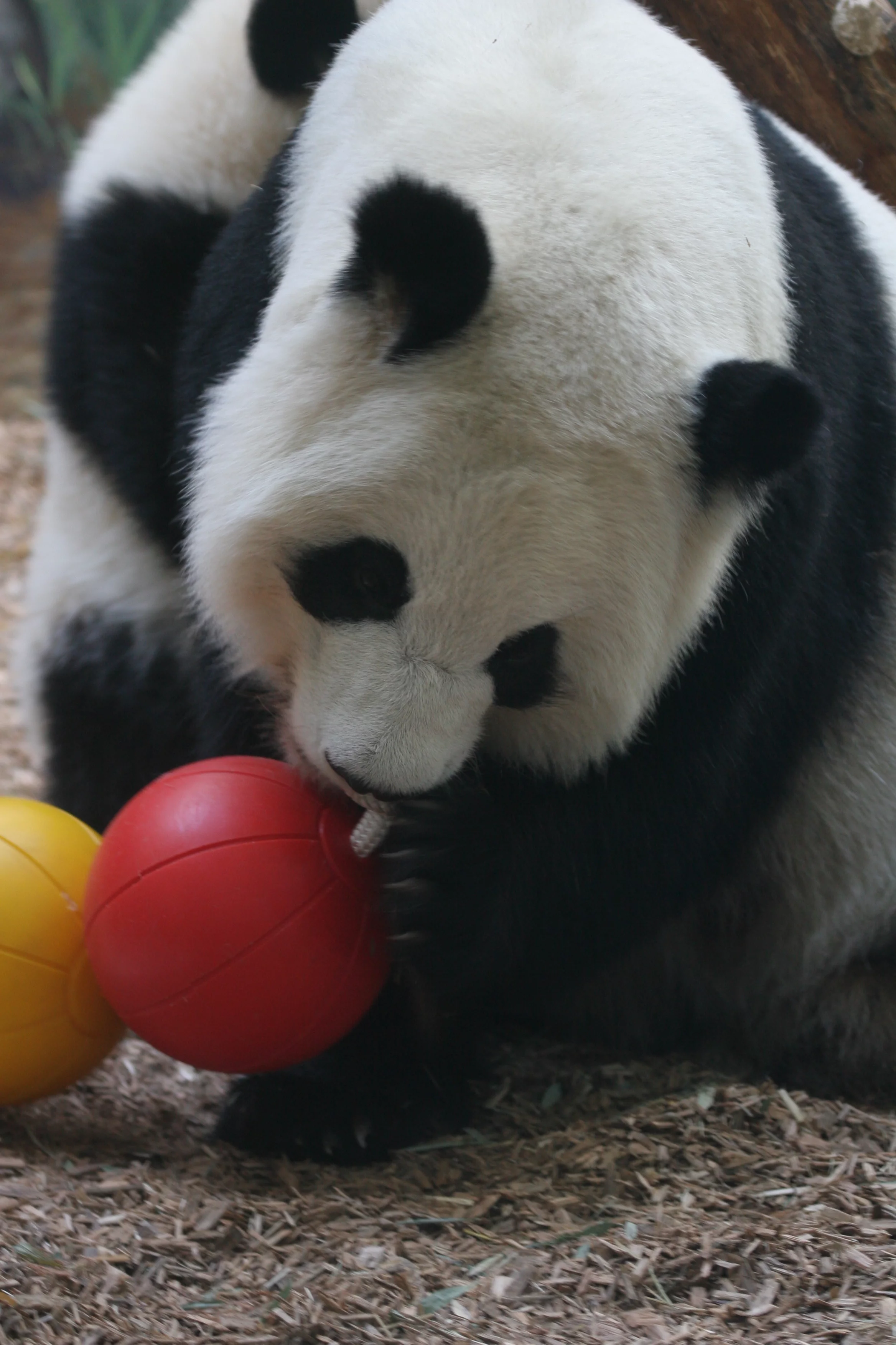 Zoo Atlanta