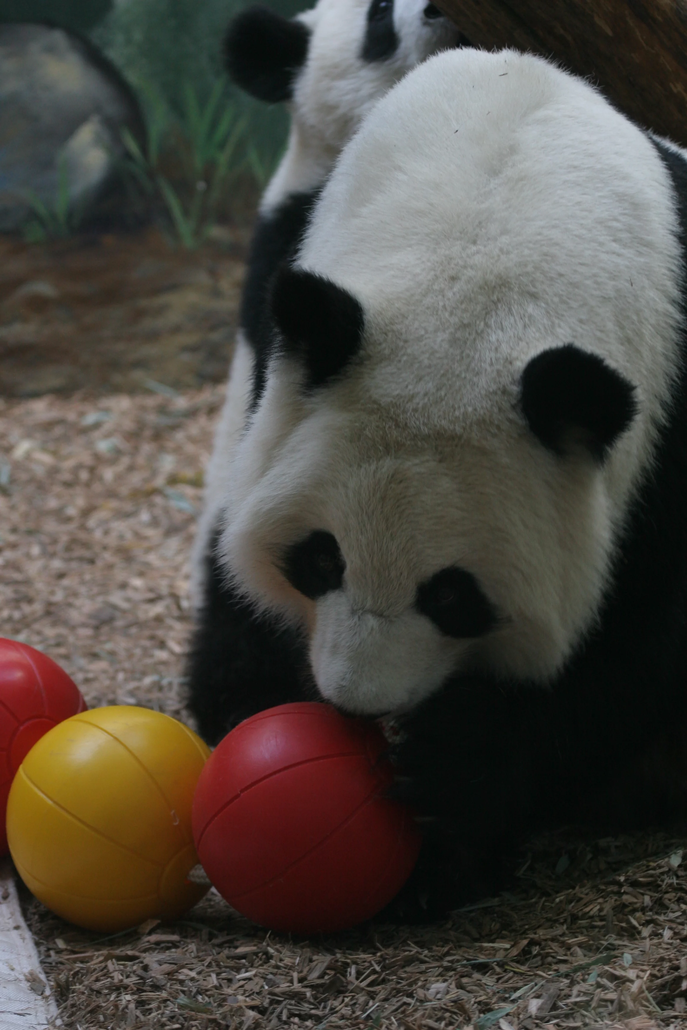 Zoo Atlanta