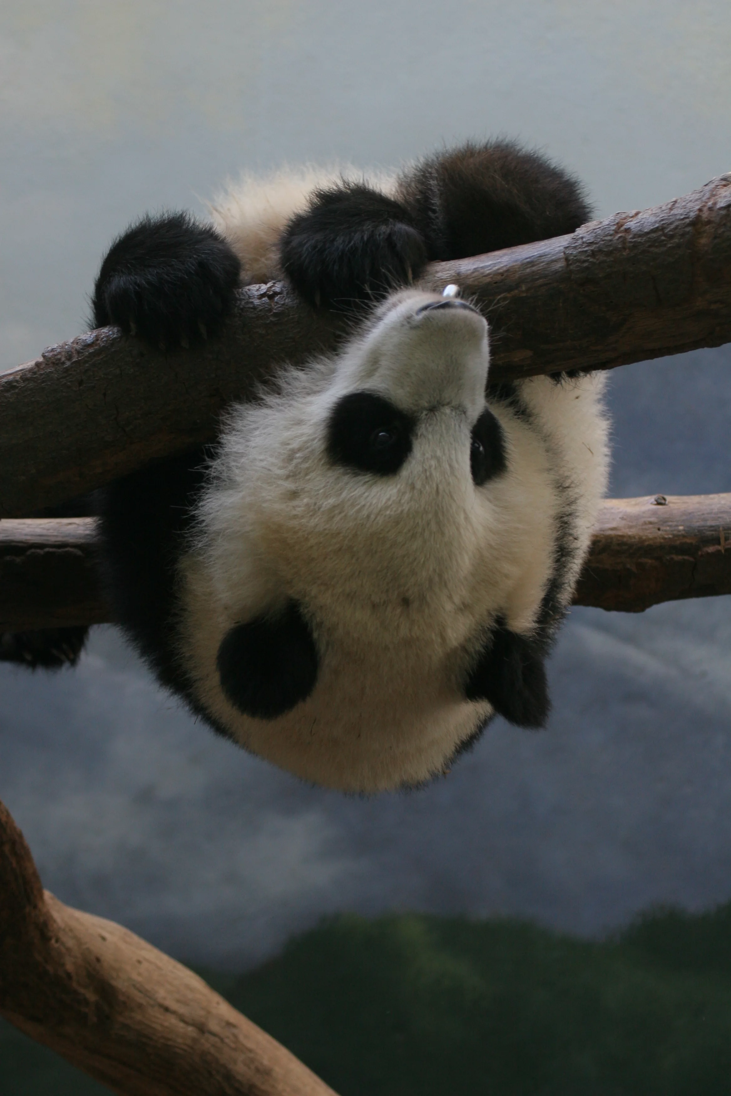 Zoo Atlanta
