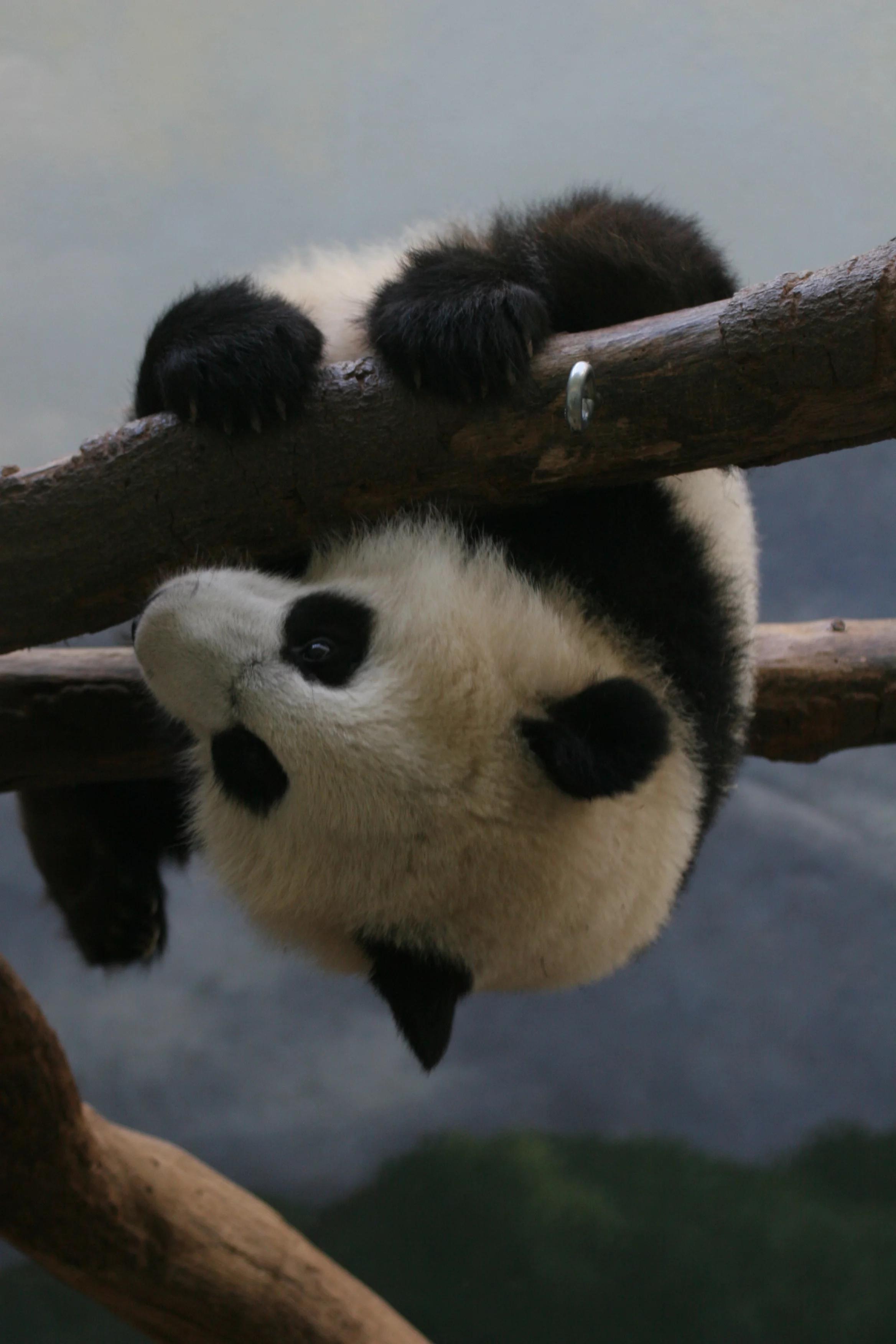 Zoo Atlanta