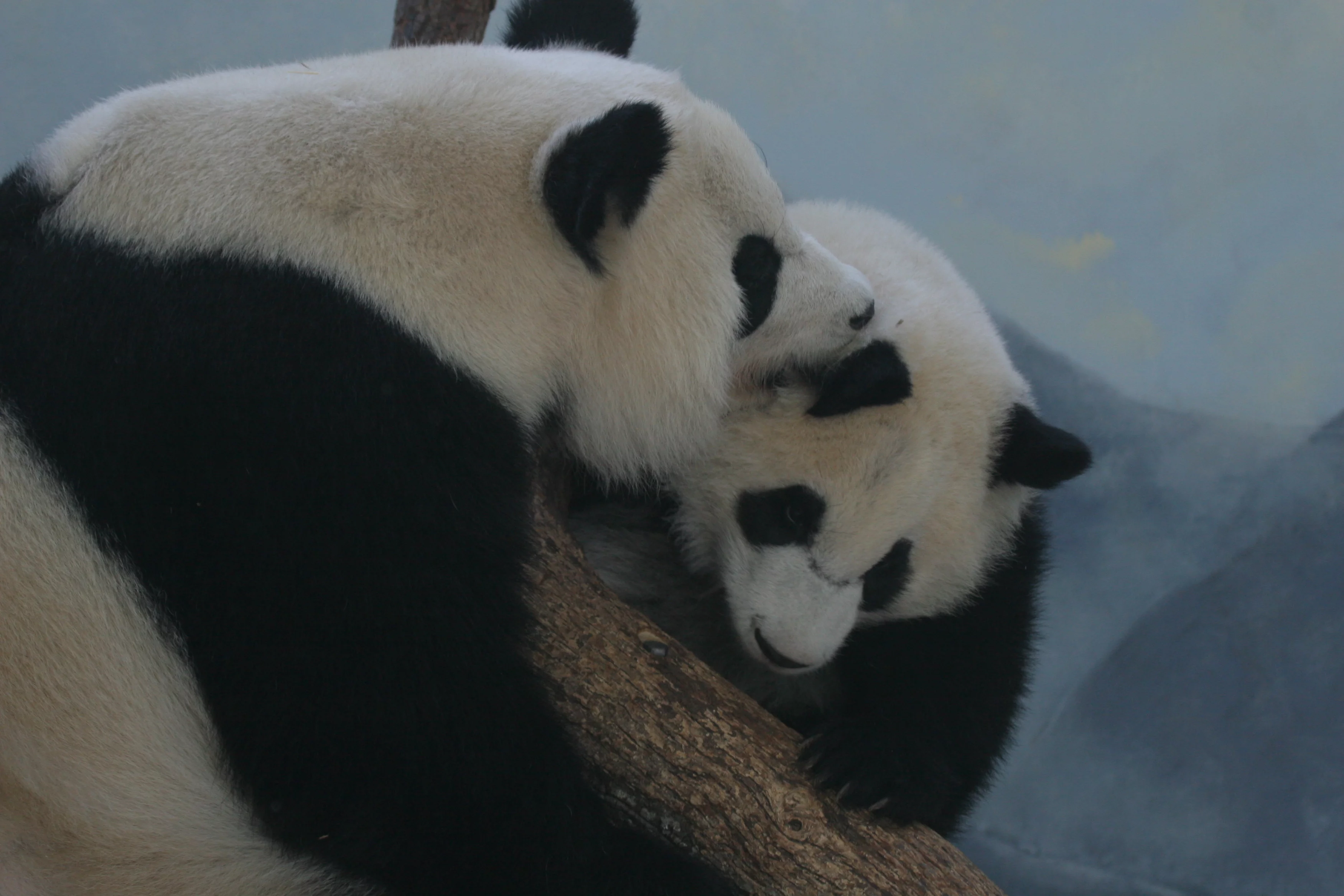 Zoo Atlanta