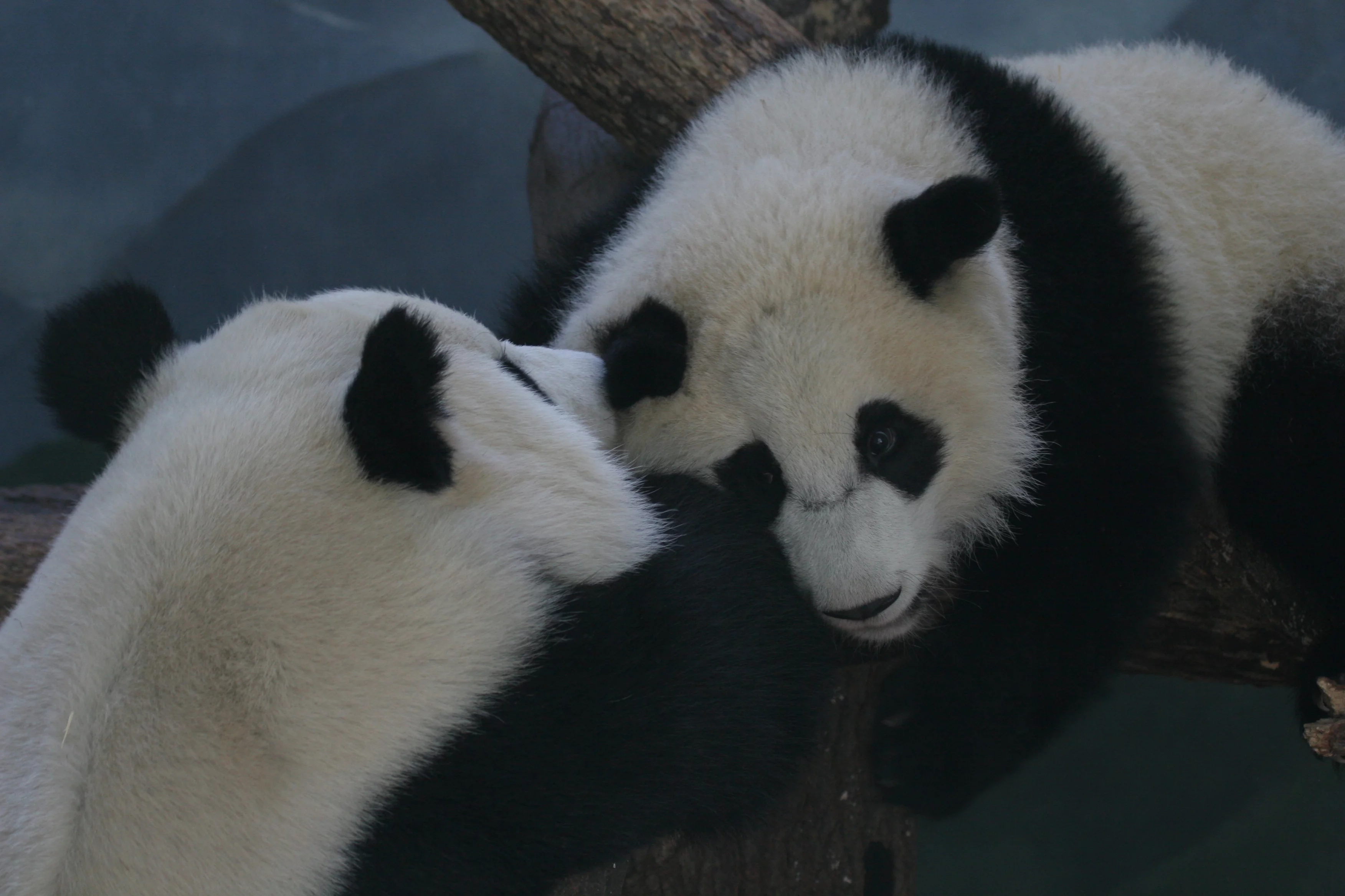 Zoo Atlanta