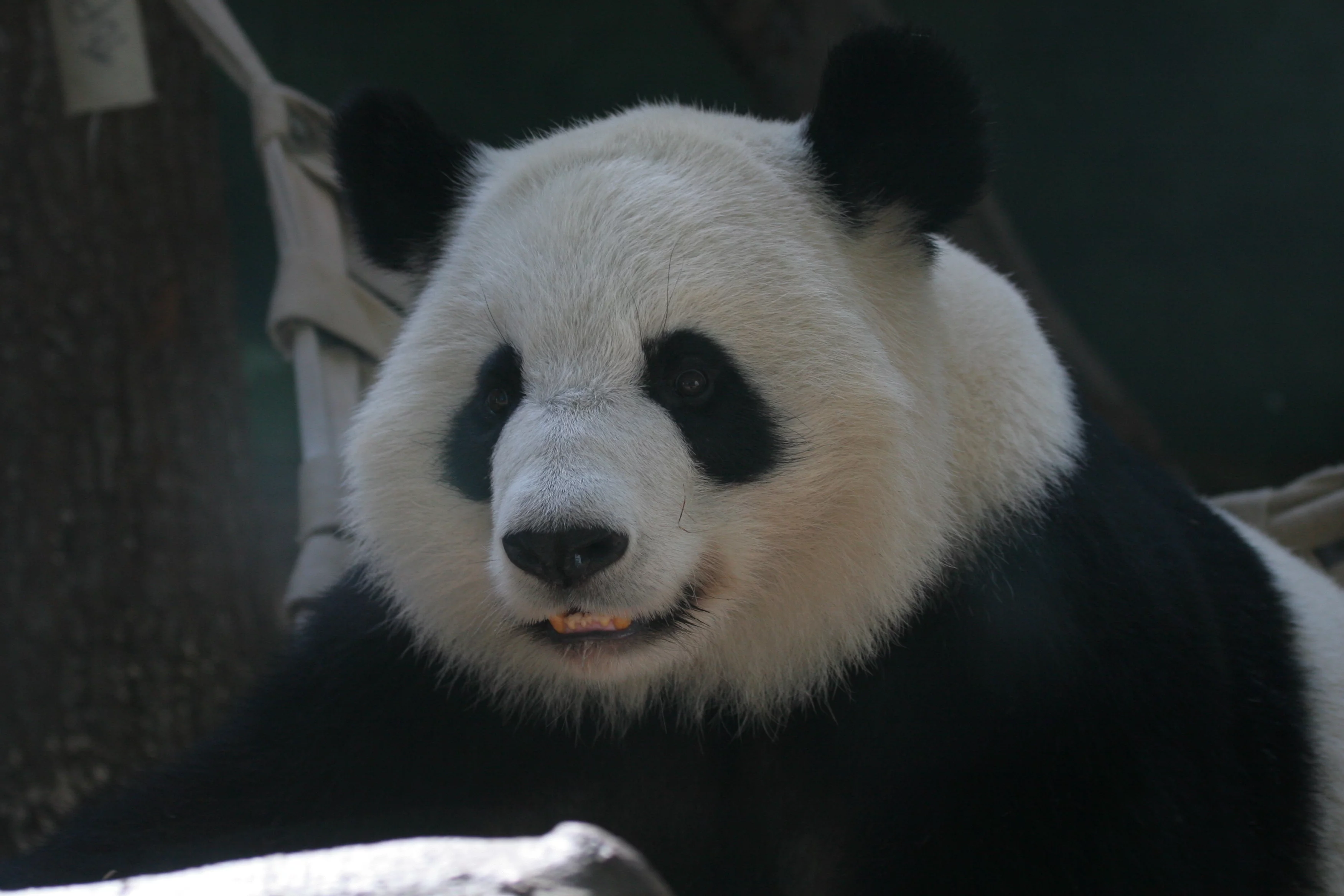 Zoo Atlanta