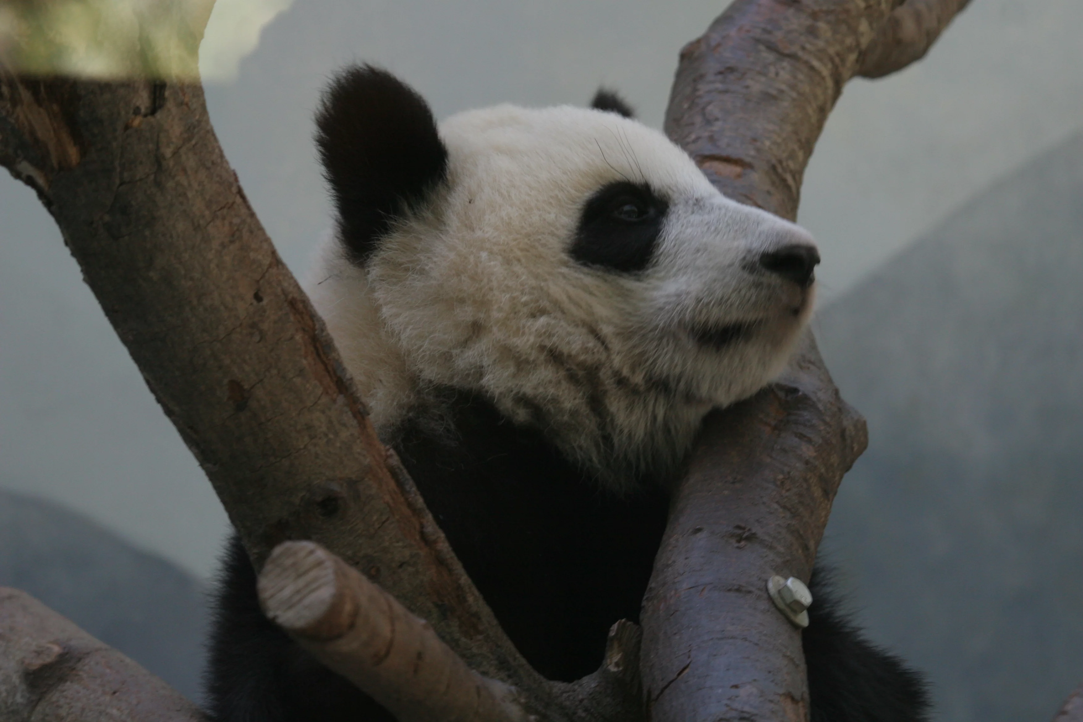 Zoo Atlanta
