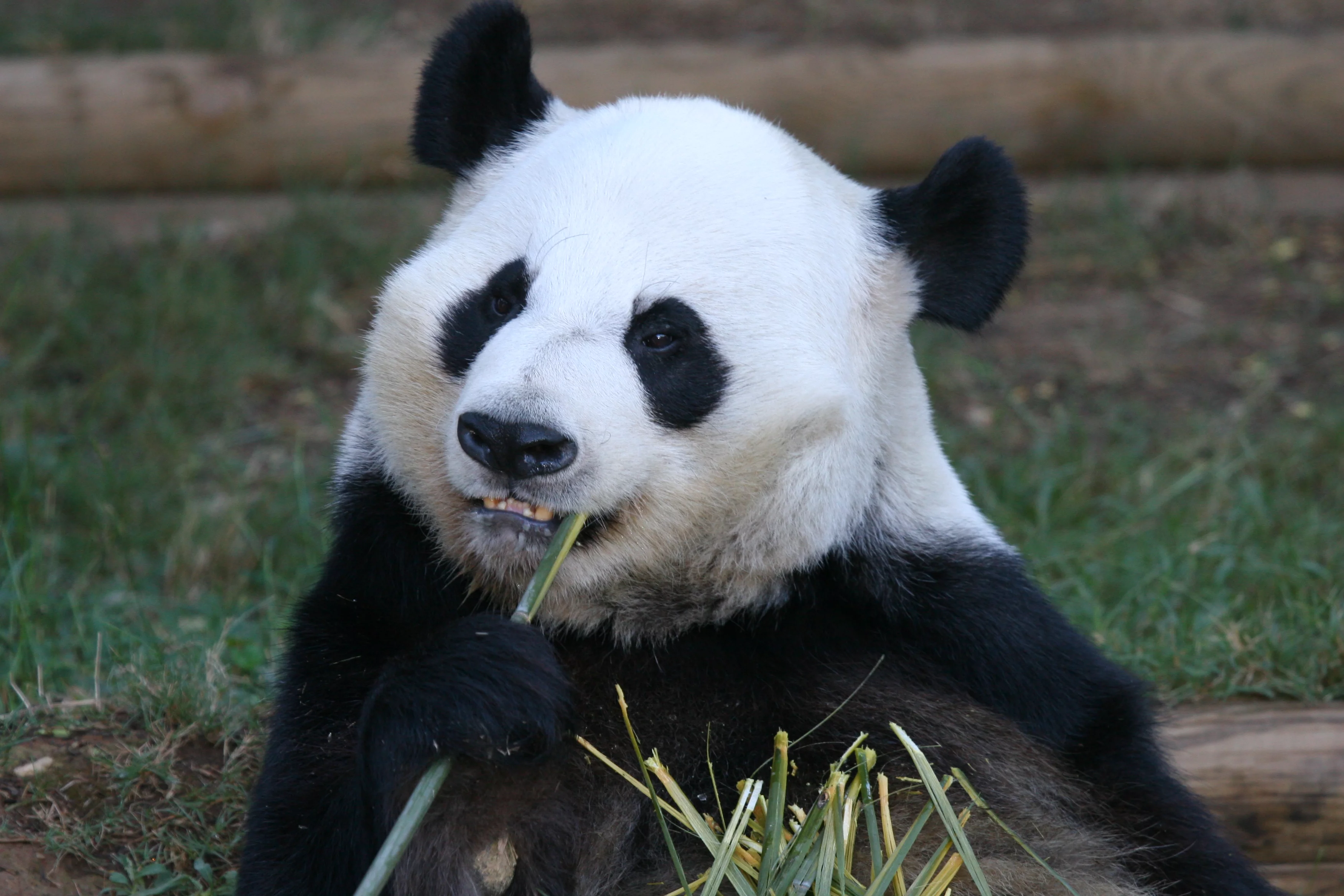 Zoo Atlanta