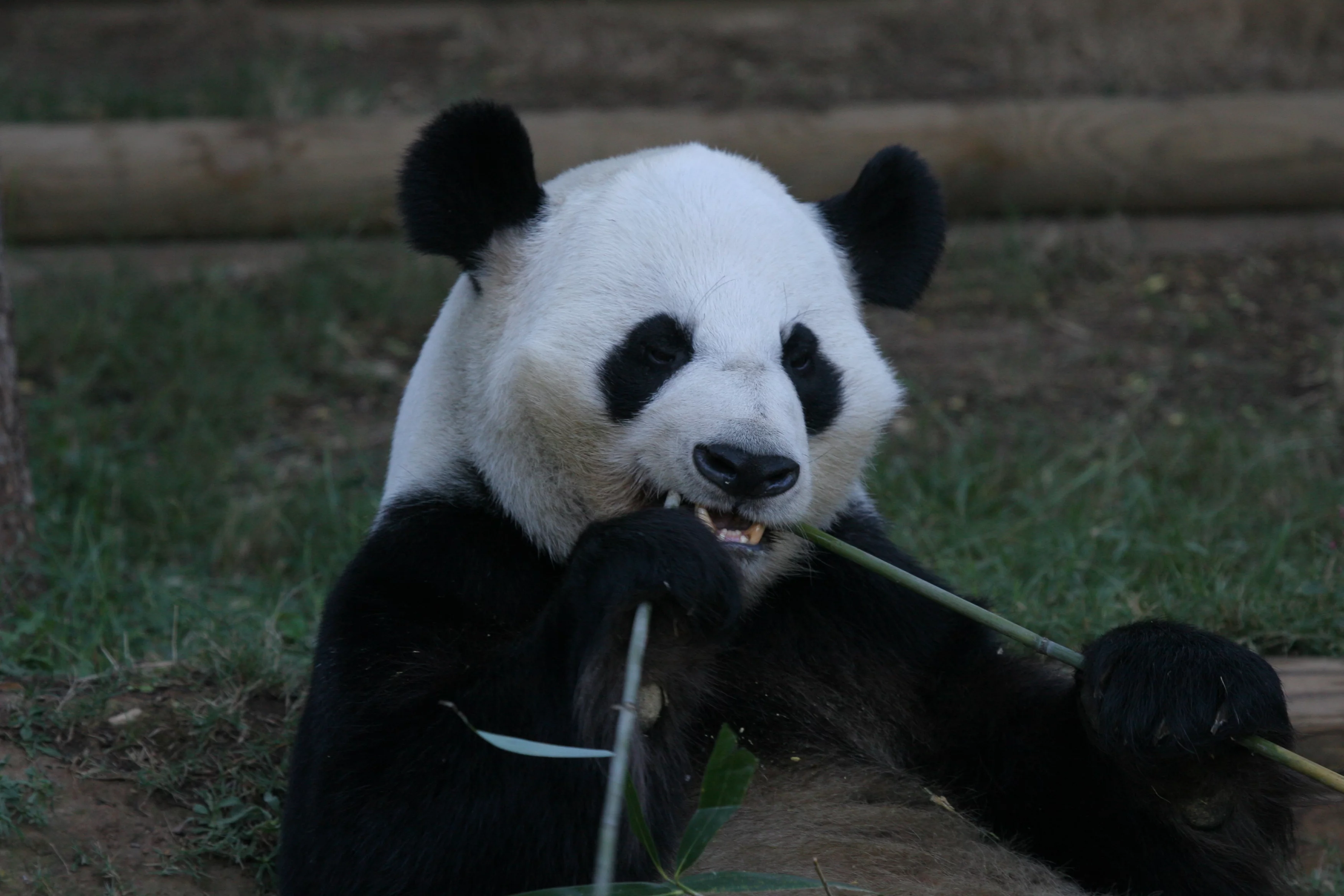 Zoo Atlanta