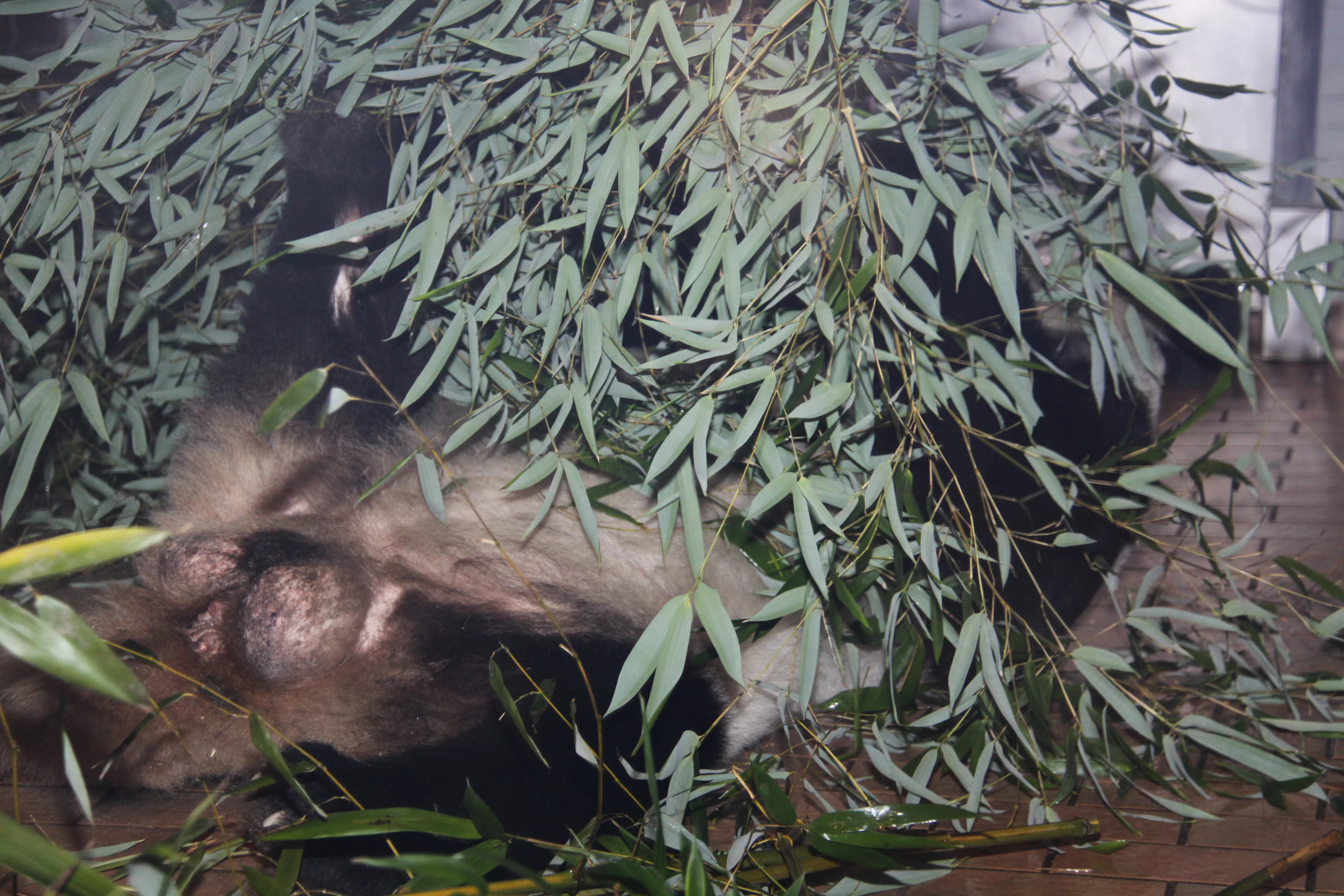 Zoo Berlin