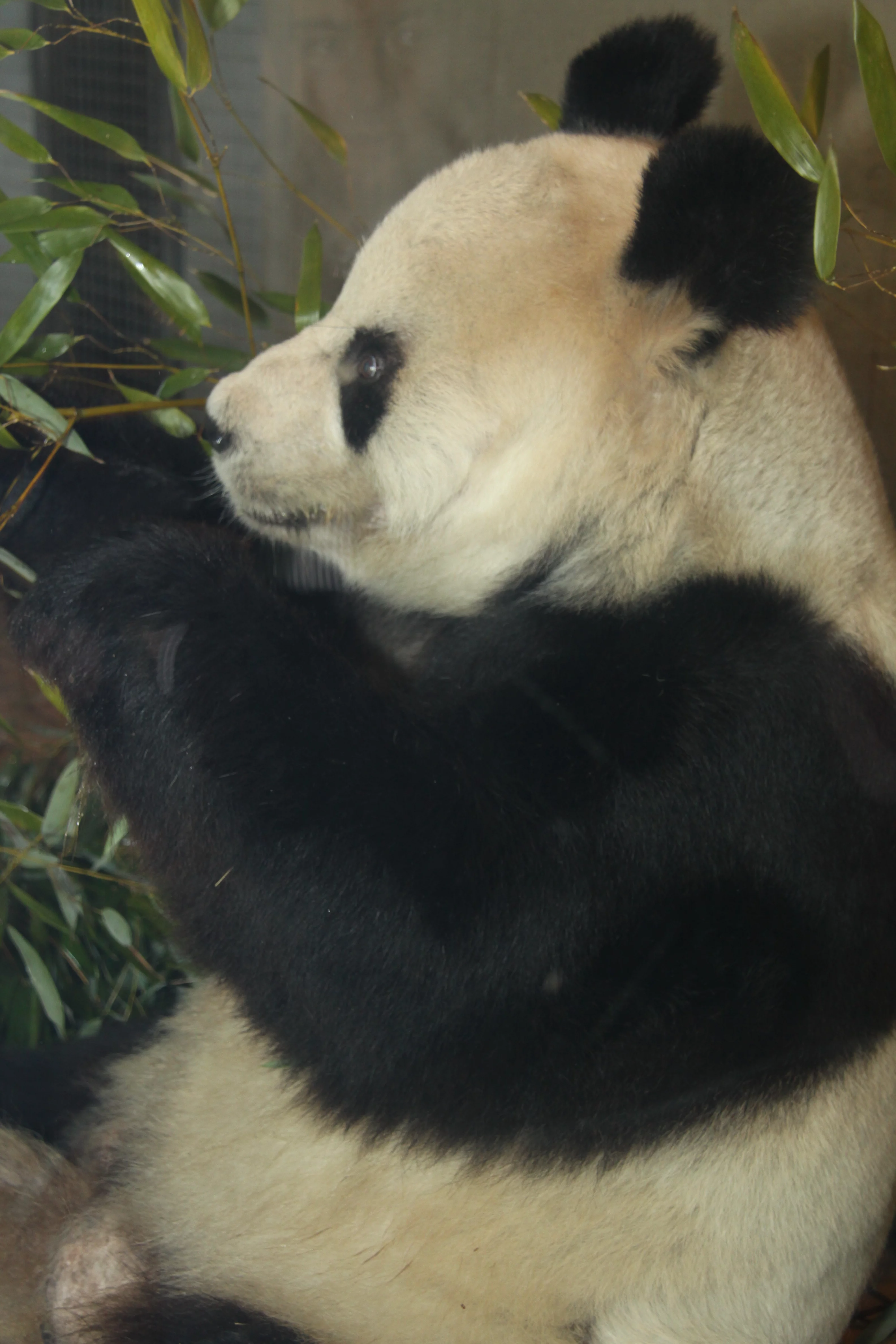 Zoo Berlin