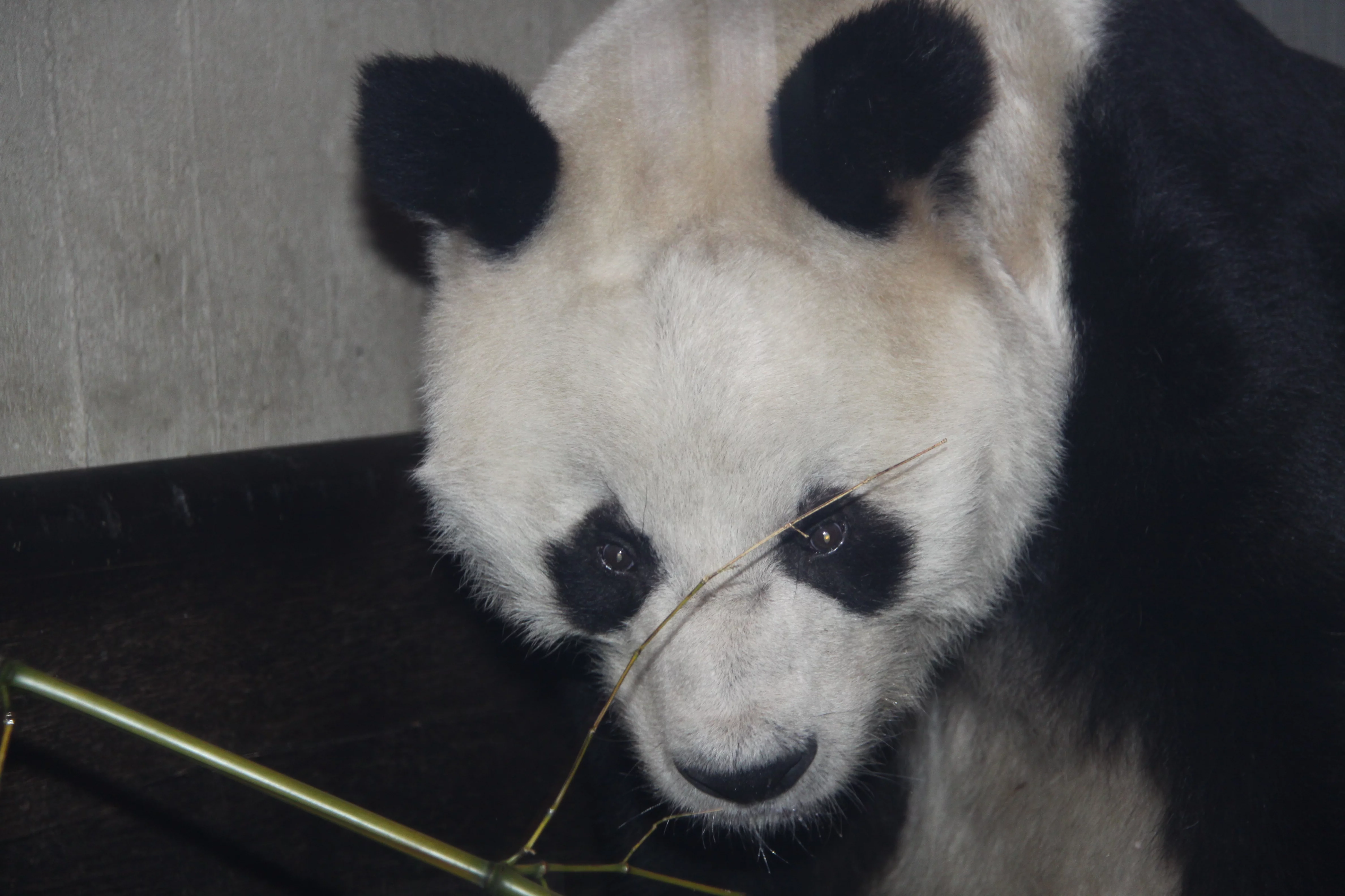 Zoo Berlin