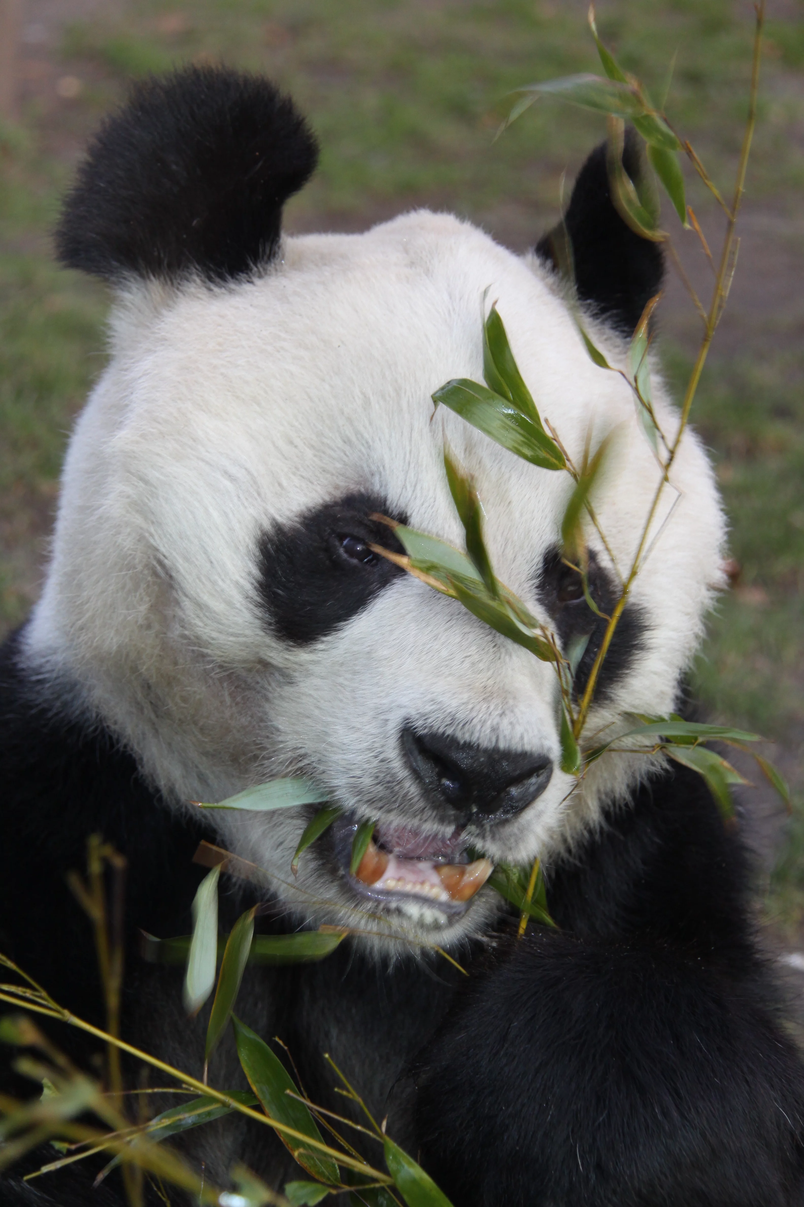 Zoo Berlin