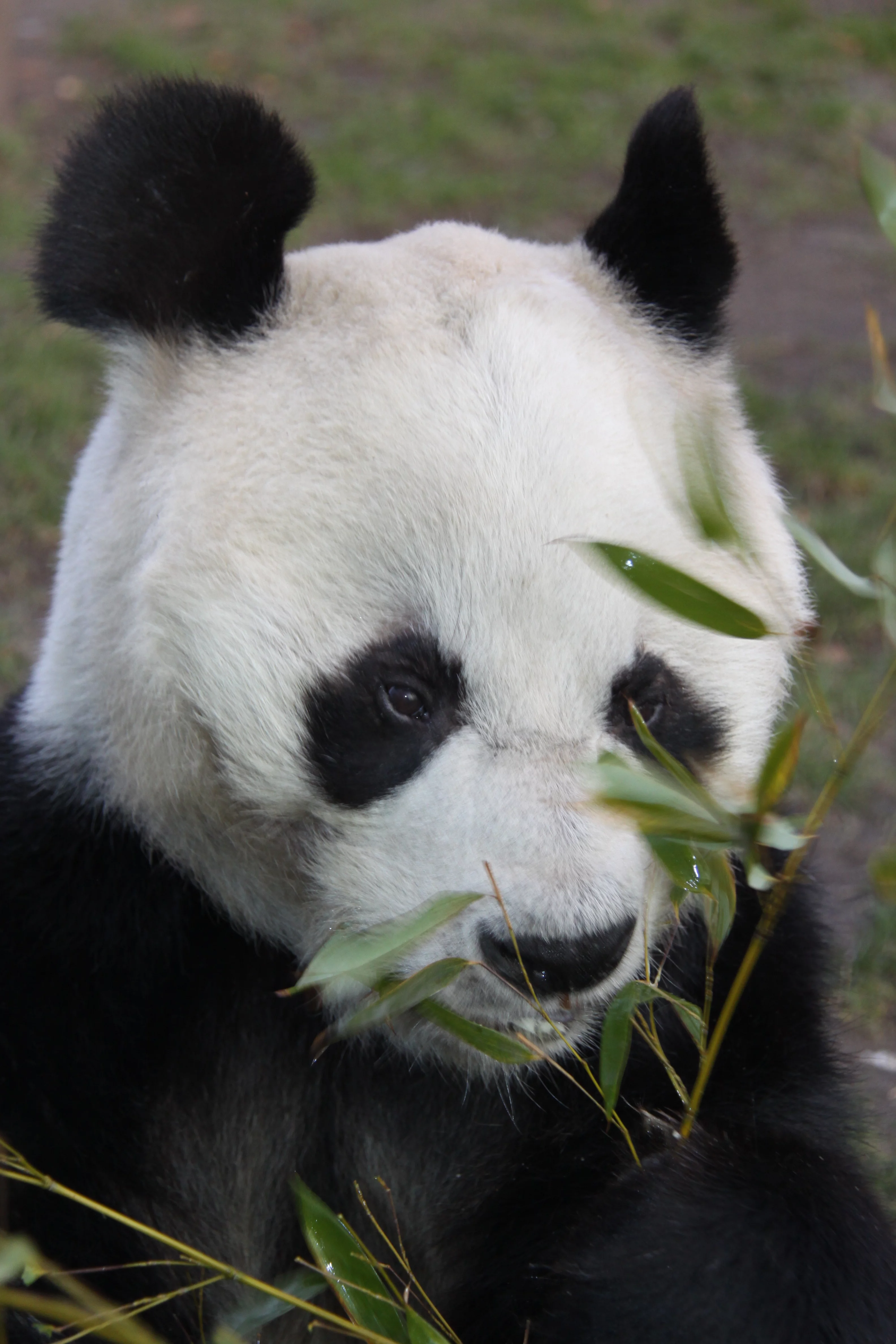 Zoo Berlin