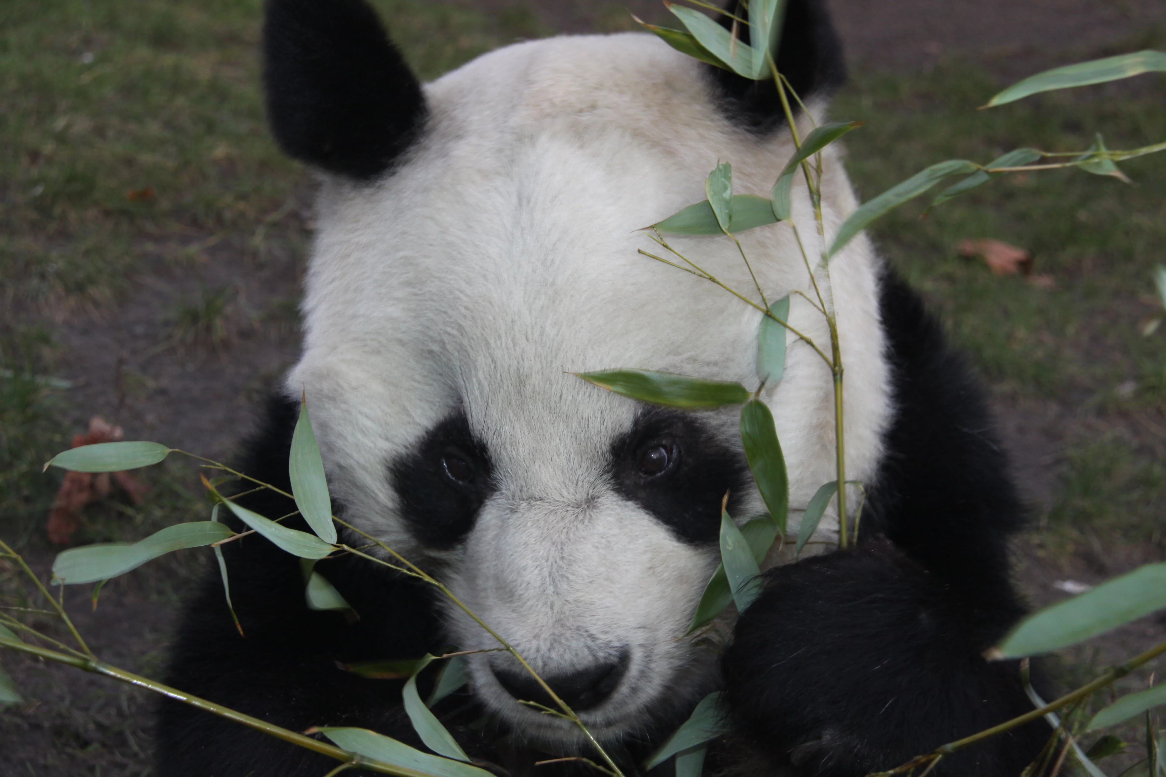 Zoo Berlin