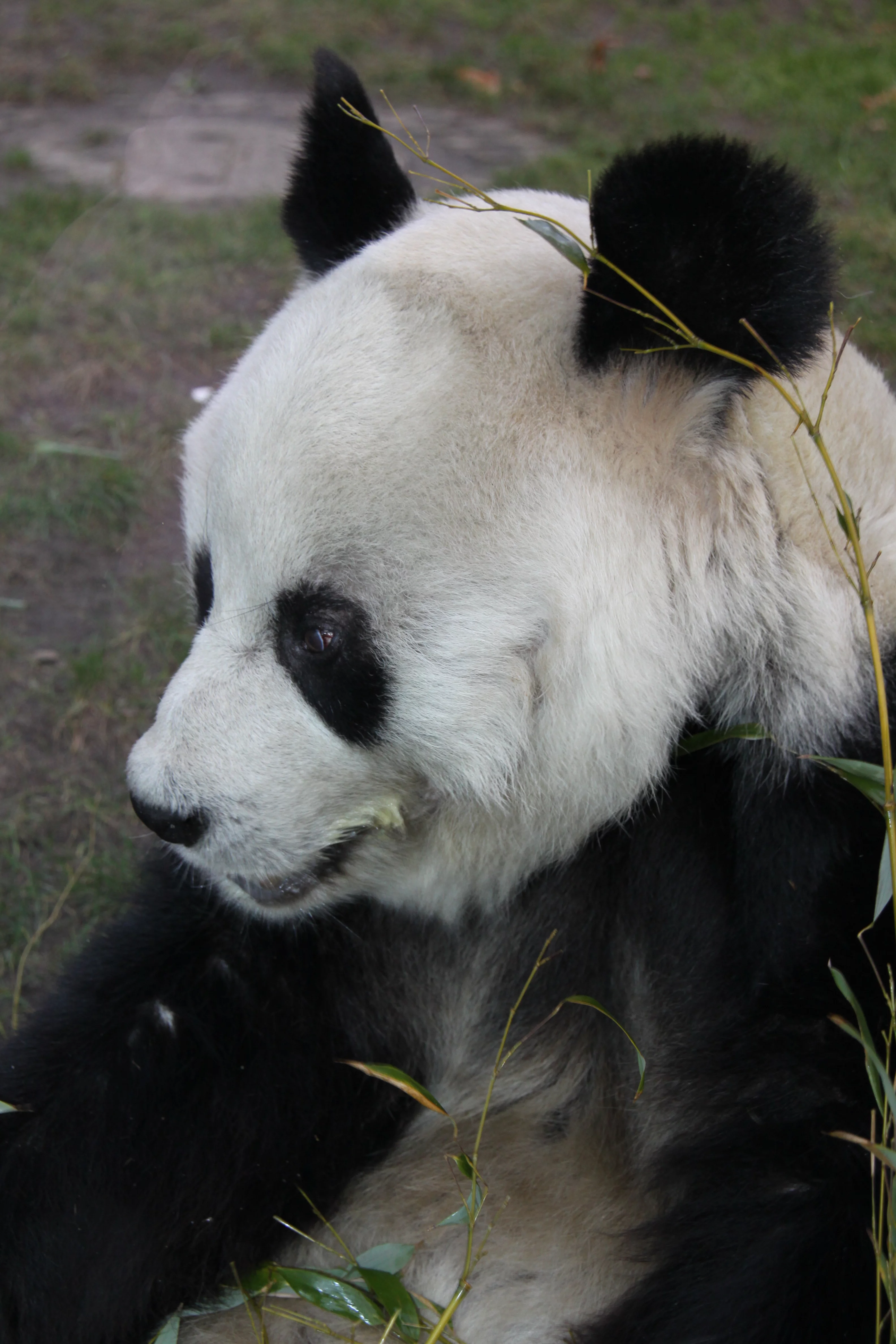 Zoo Berlin