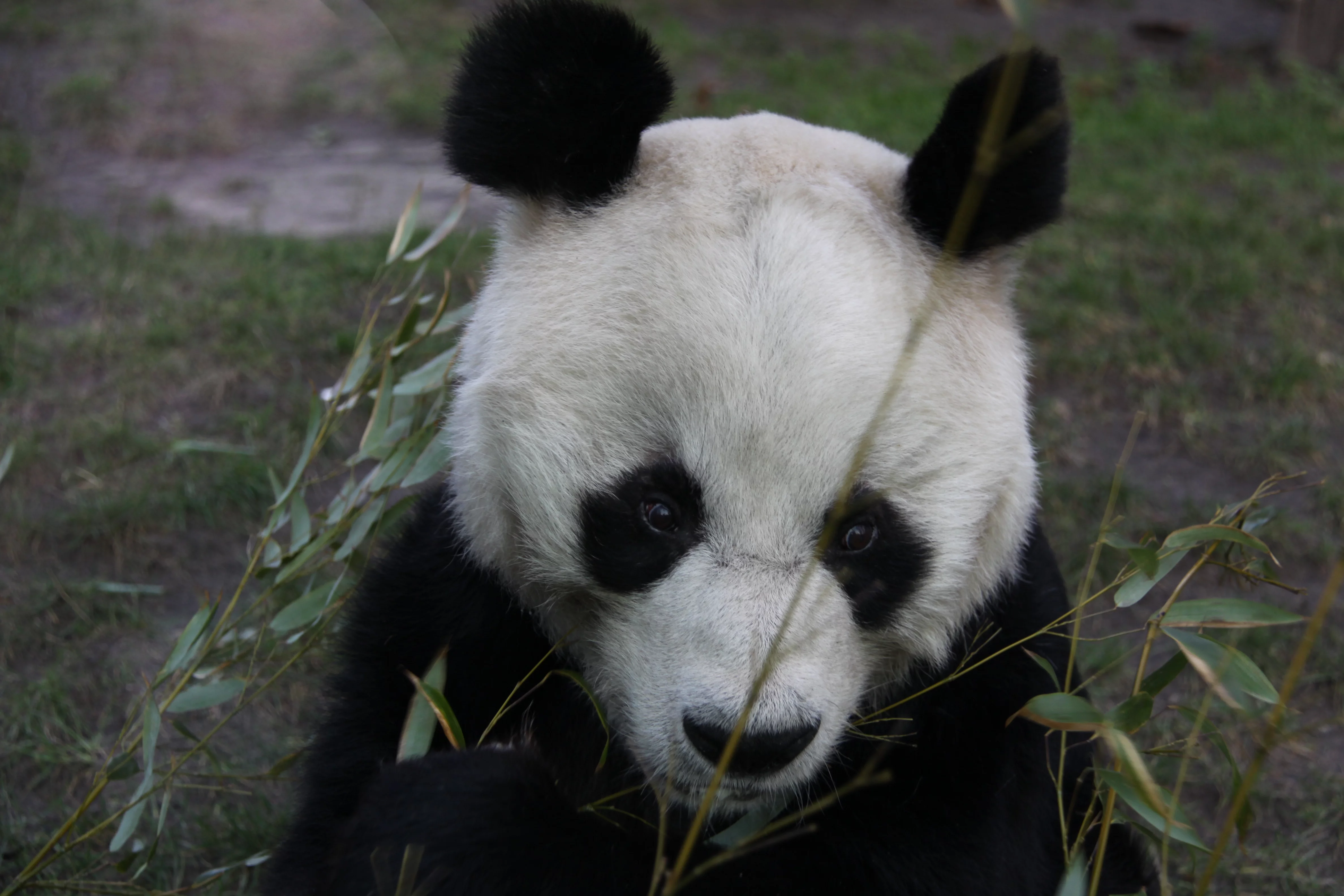 Zoo Berlin