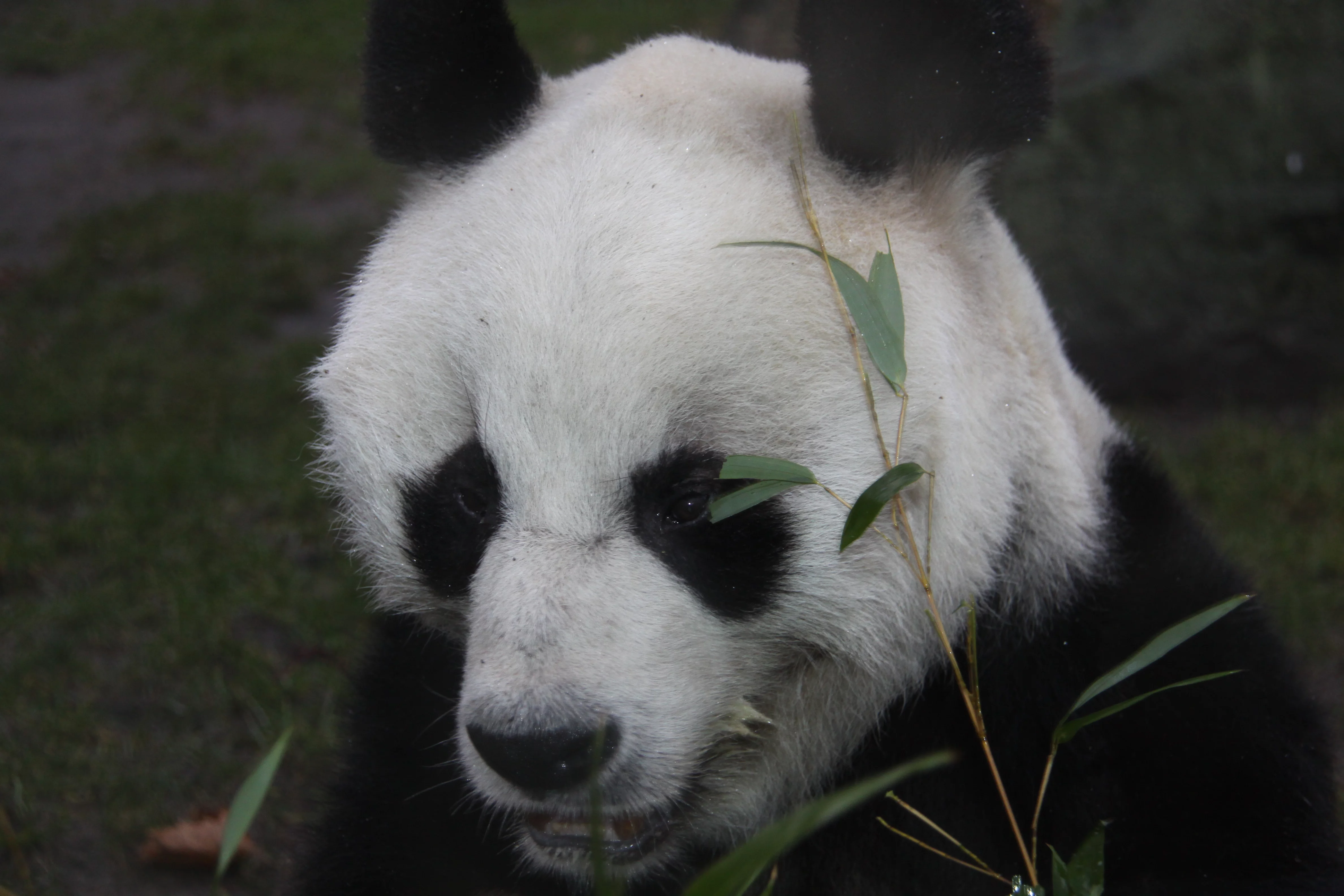 Zoo Berlin