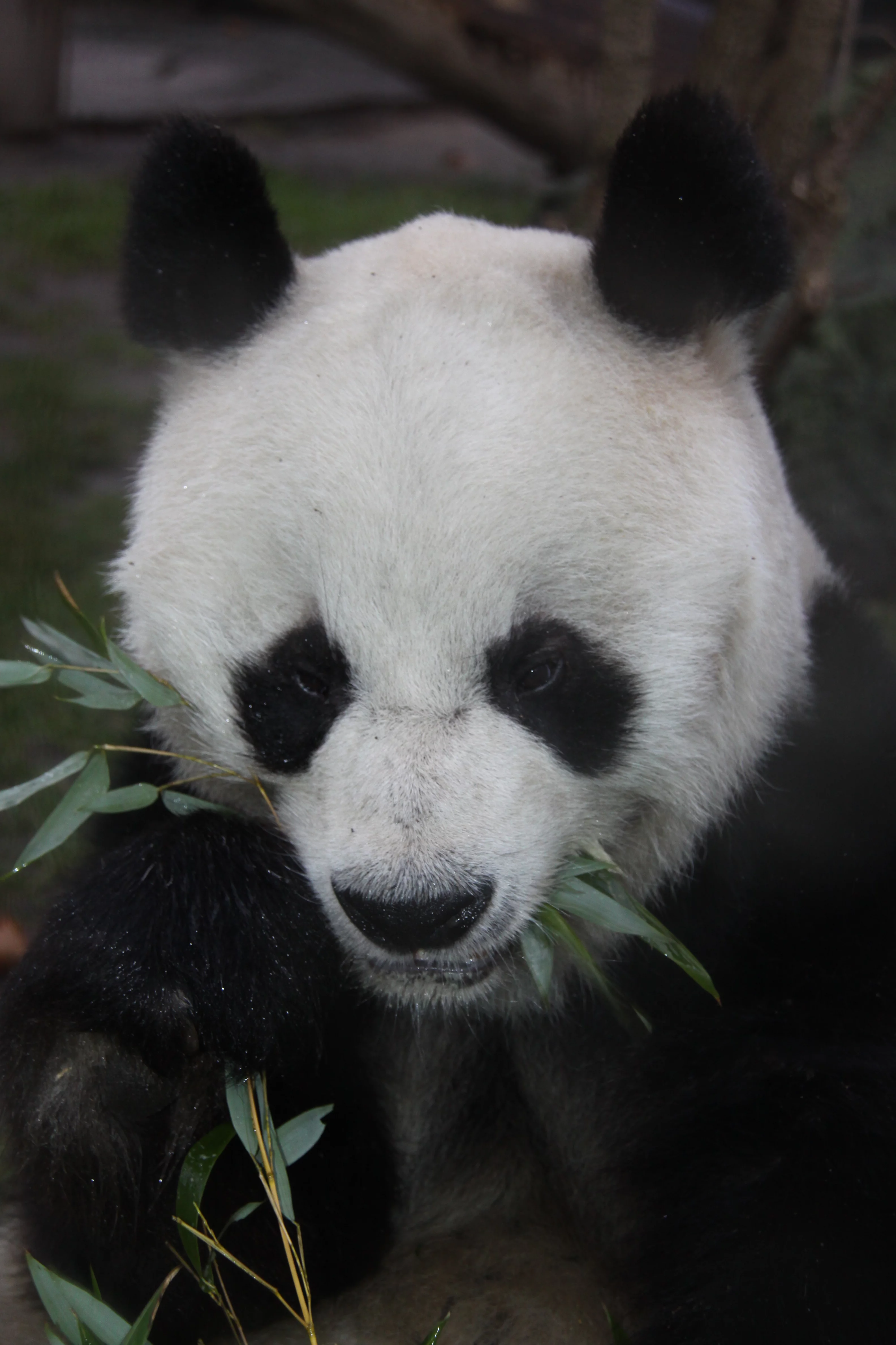 Zoo Berlin
