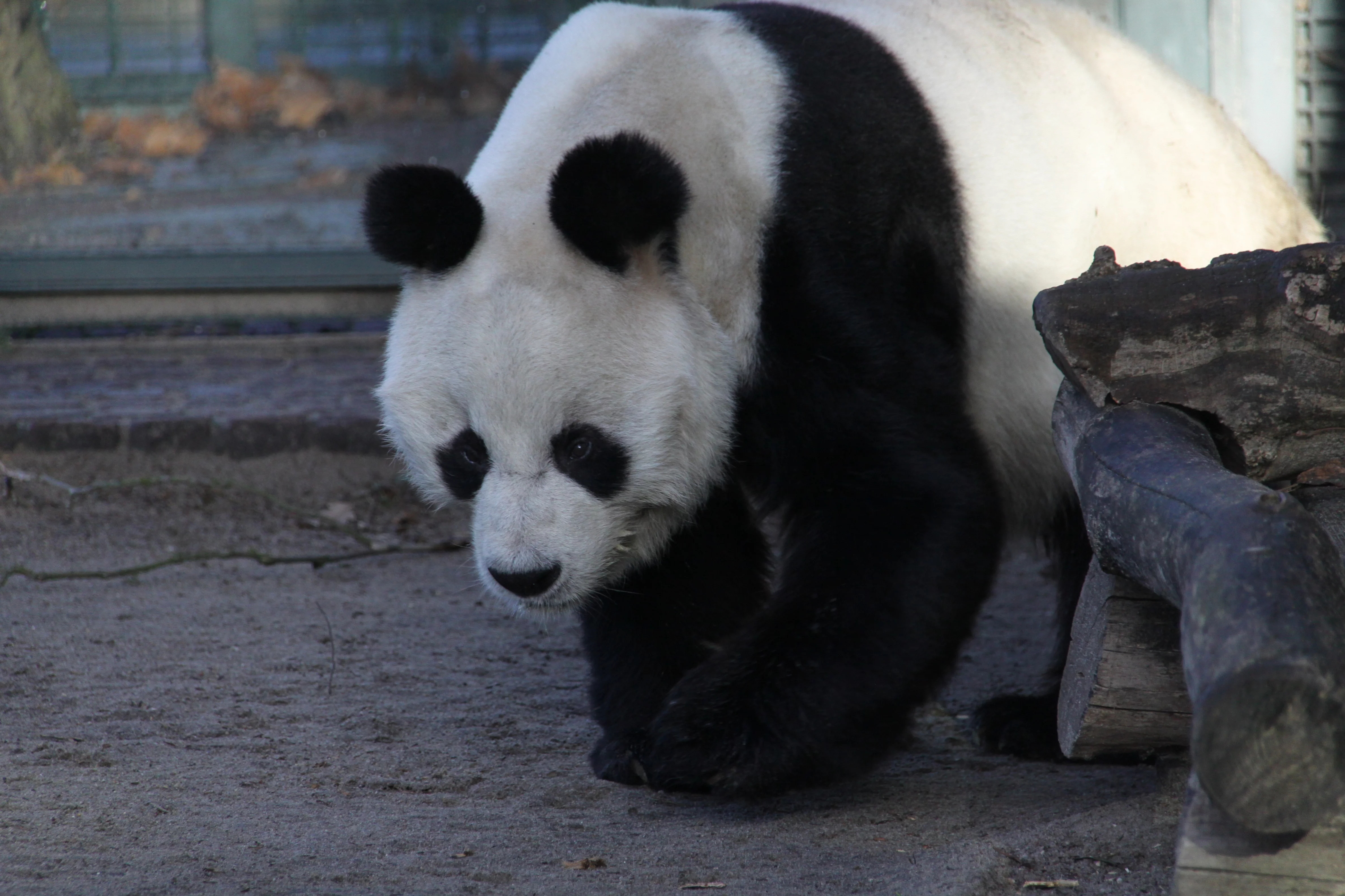 Zoo Berlin
