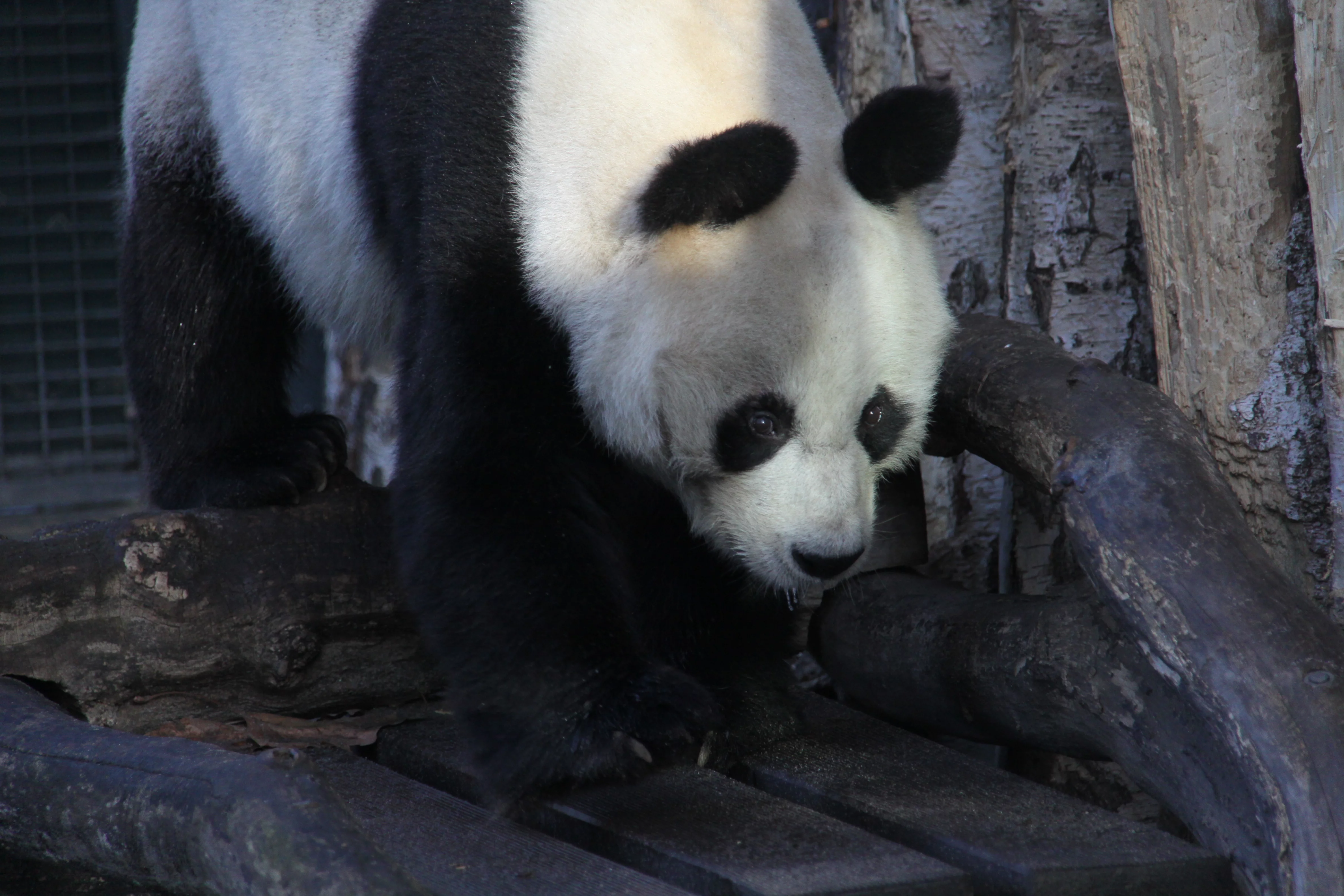 Zoo Berlin