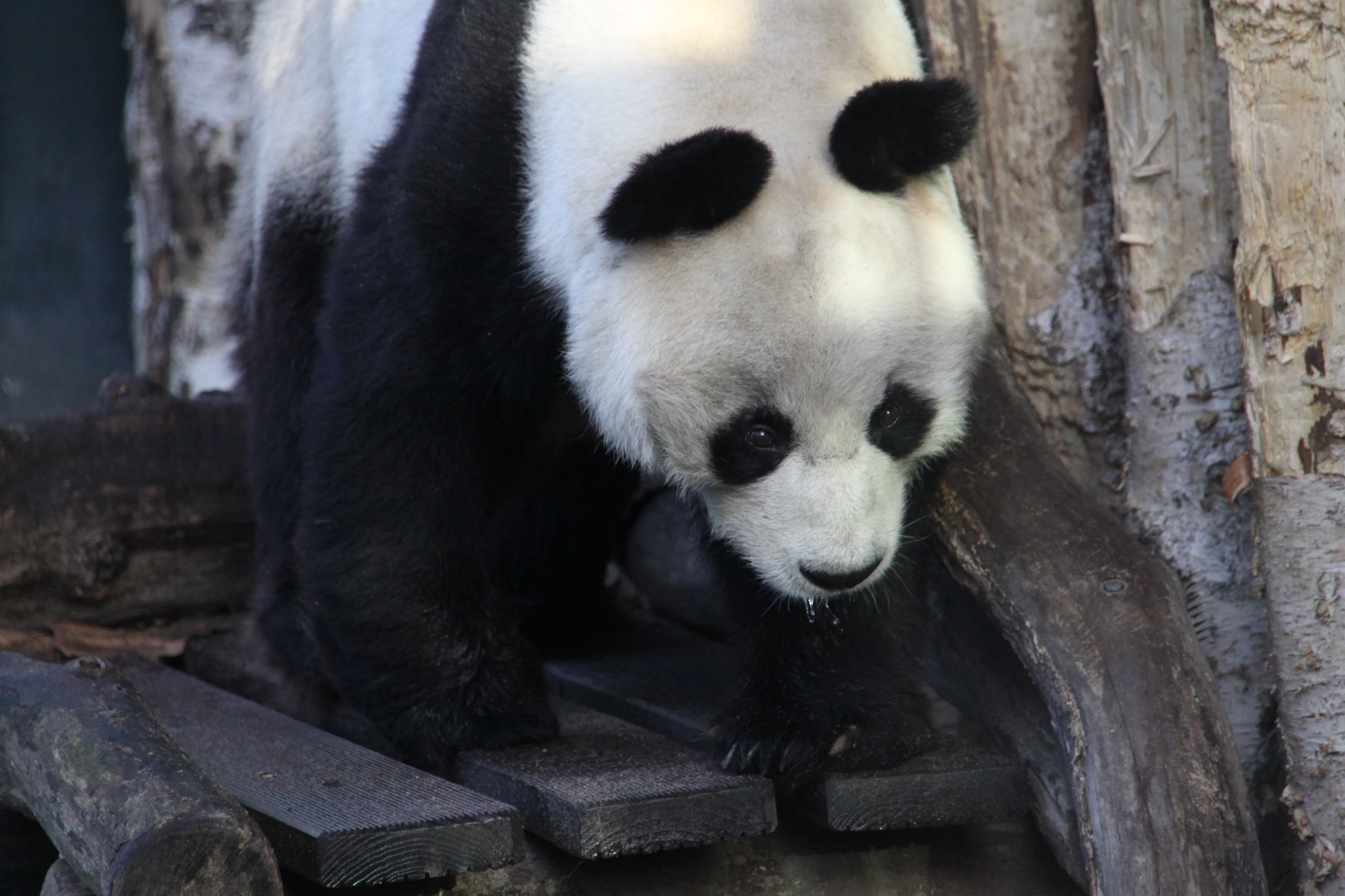 Zoo Berlin