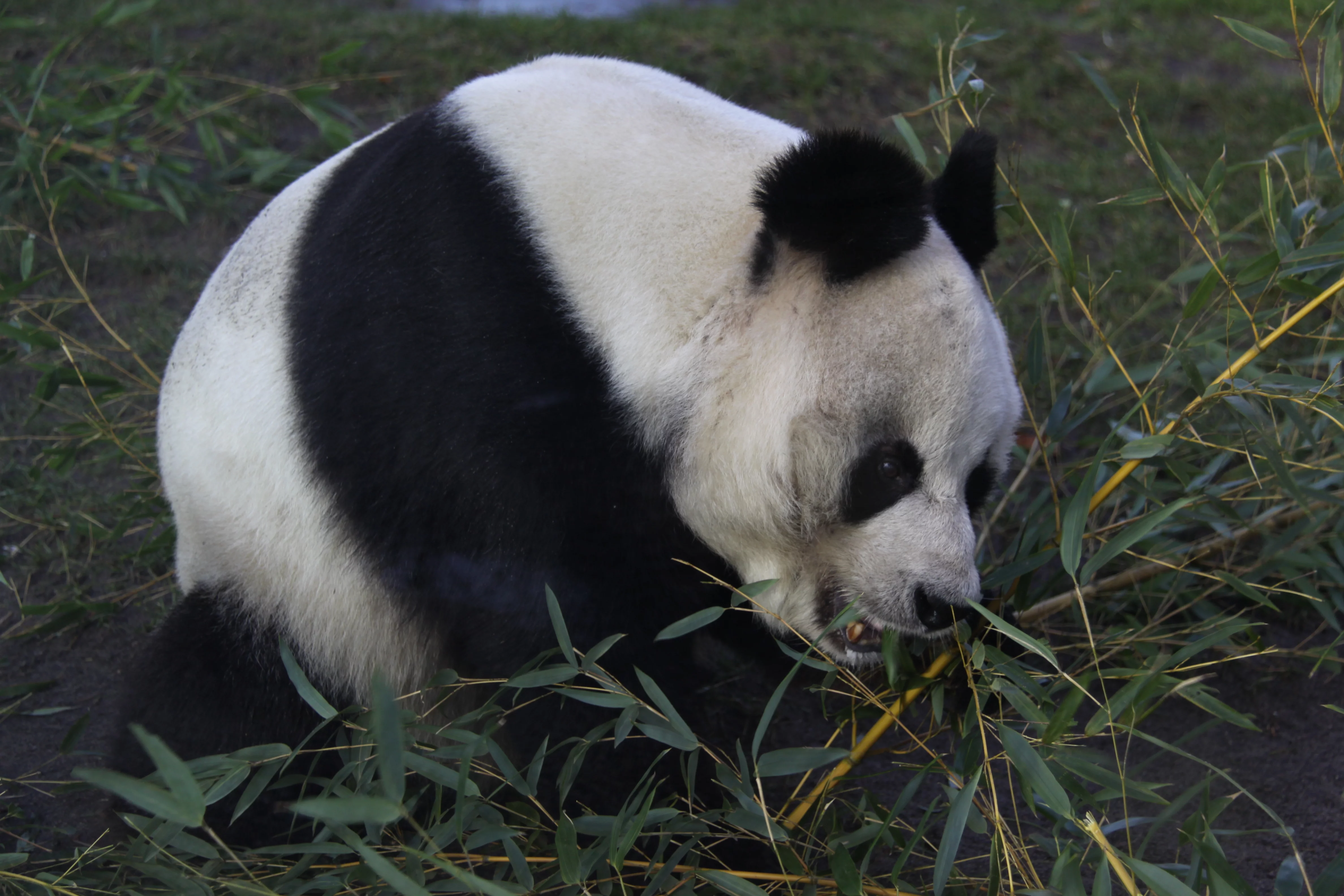 Zoo Berlin