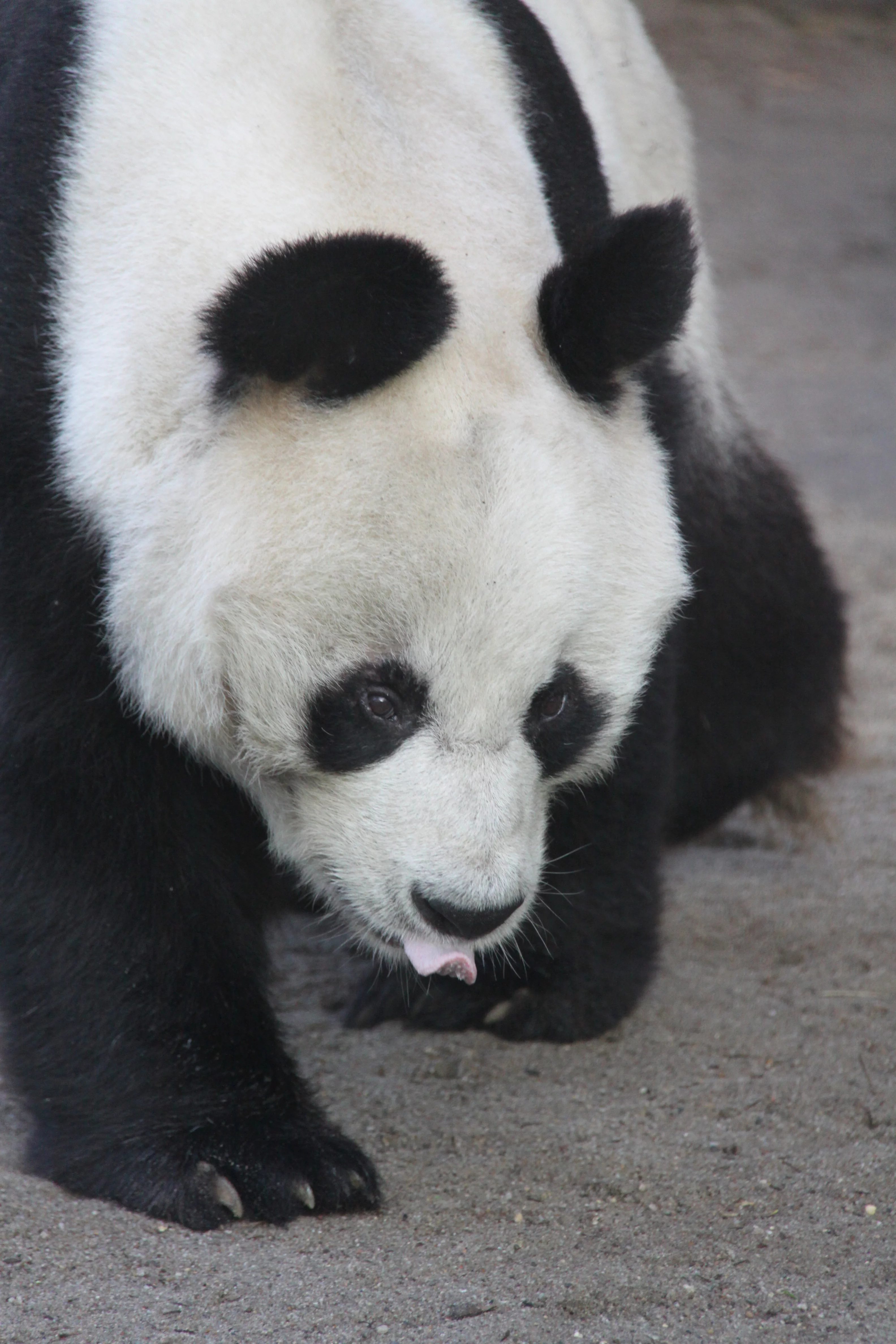 Zoo Berlin
