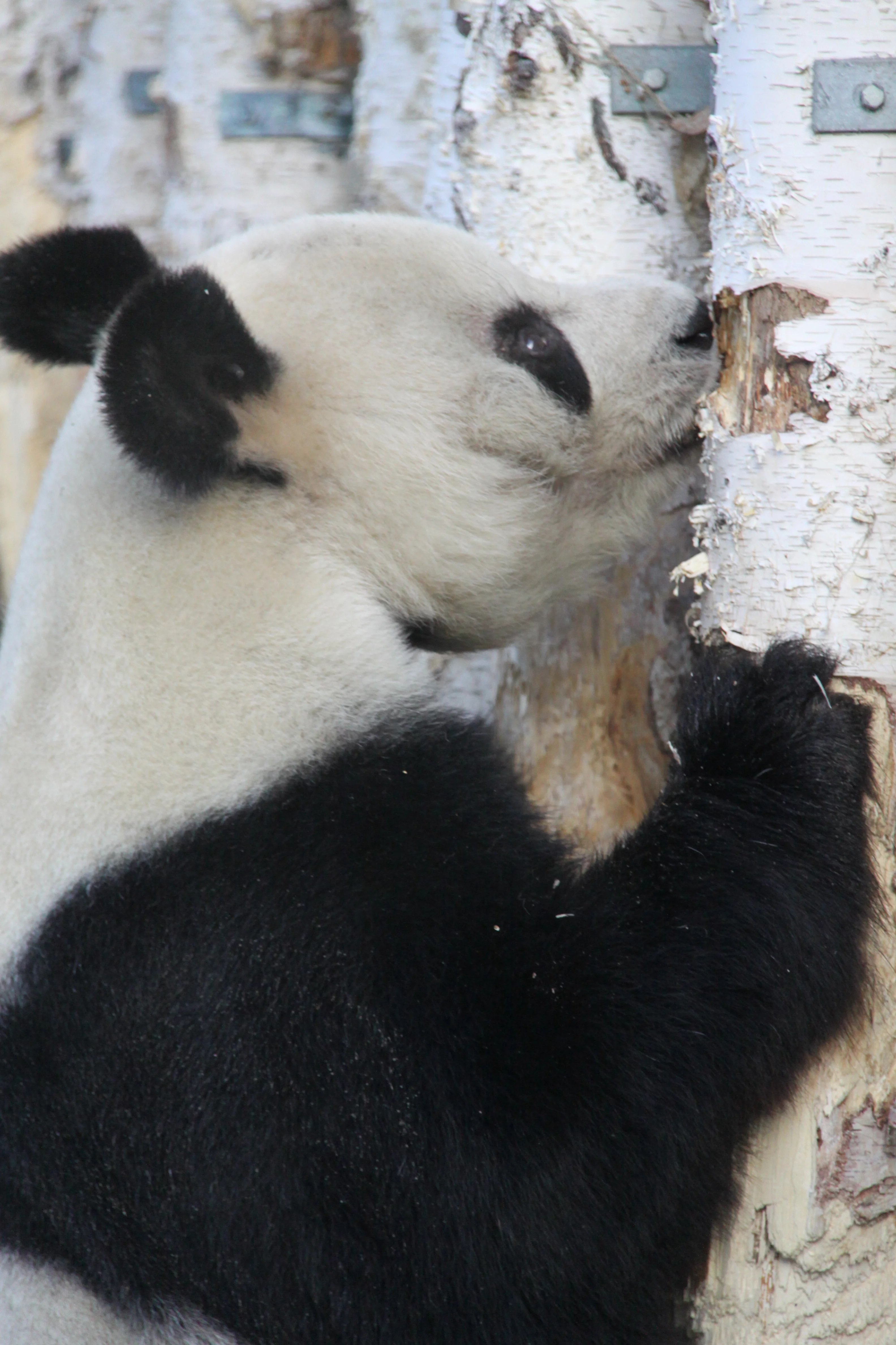 Zoo Berlin