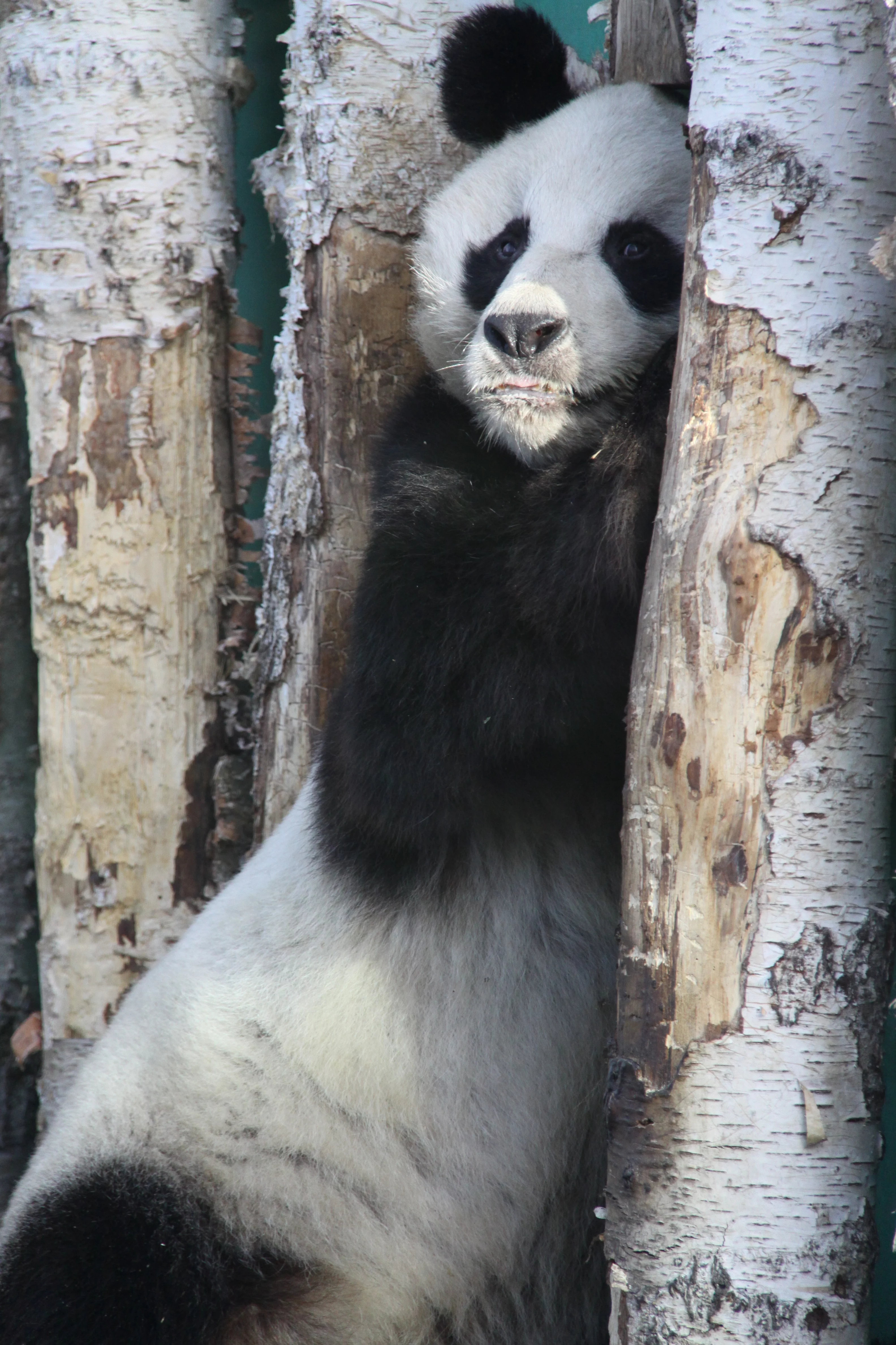 Zoo Berlin