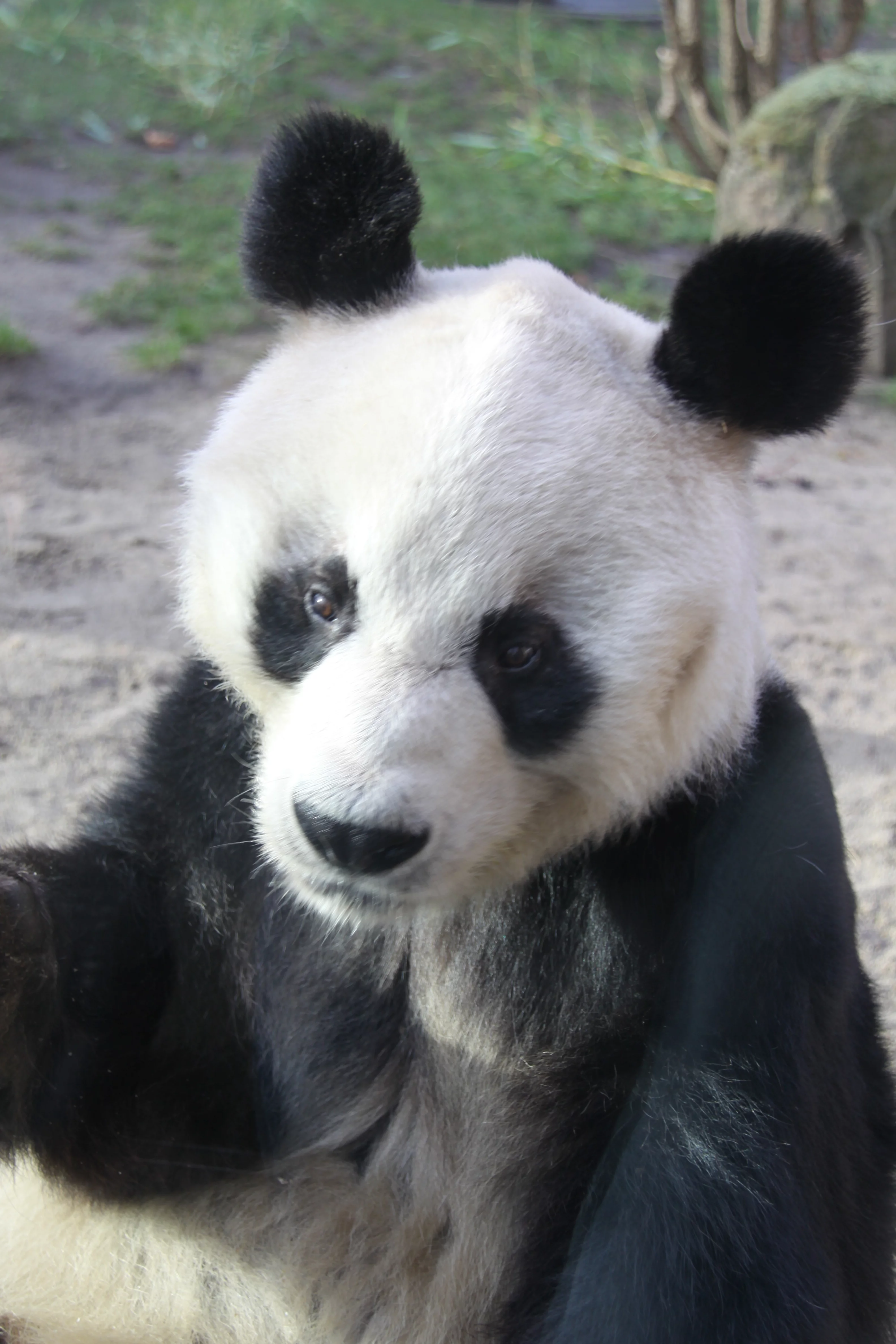 Zoo Berlin