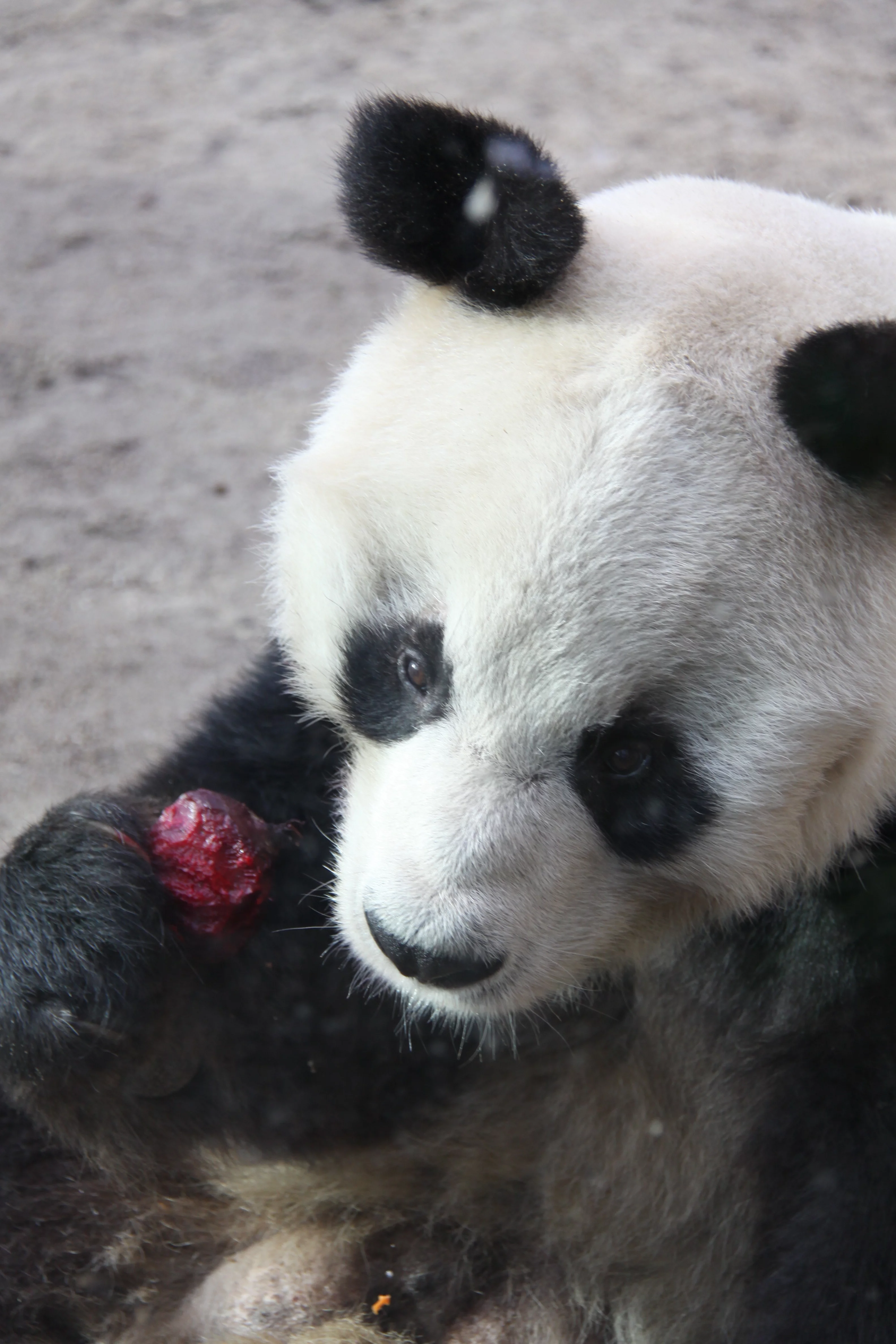 Zoo Berlin
