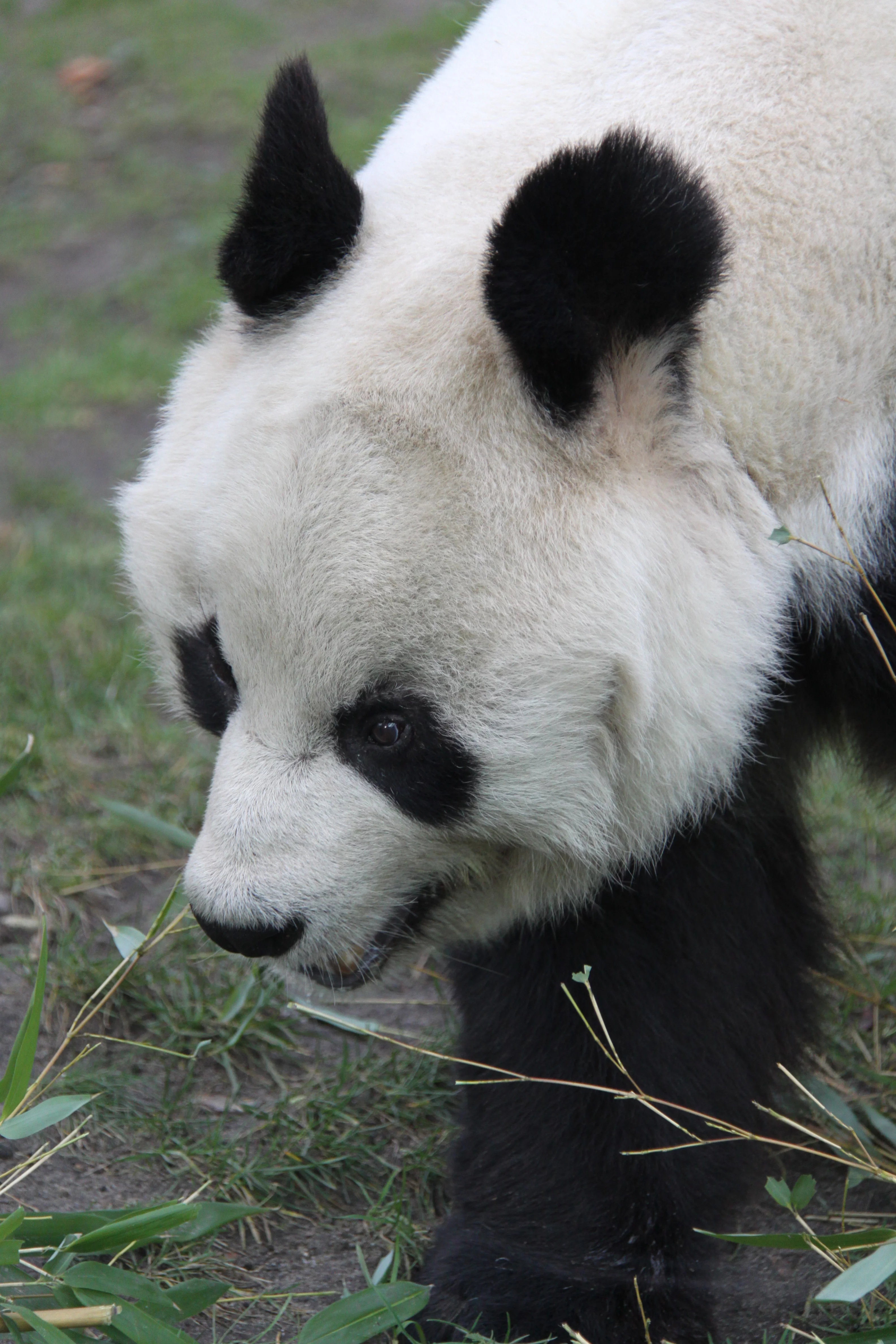 Zoo Berlin