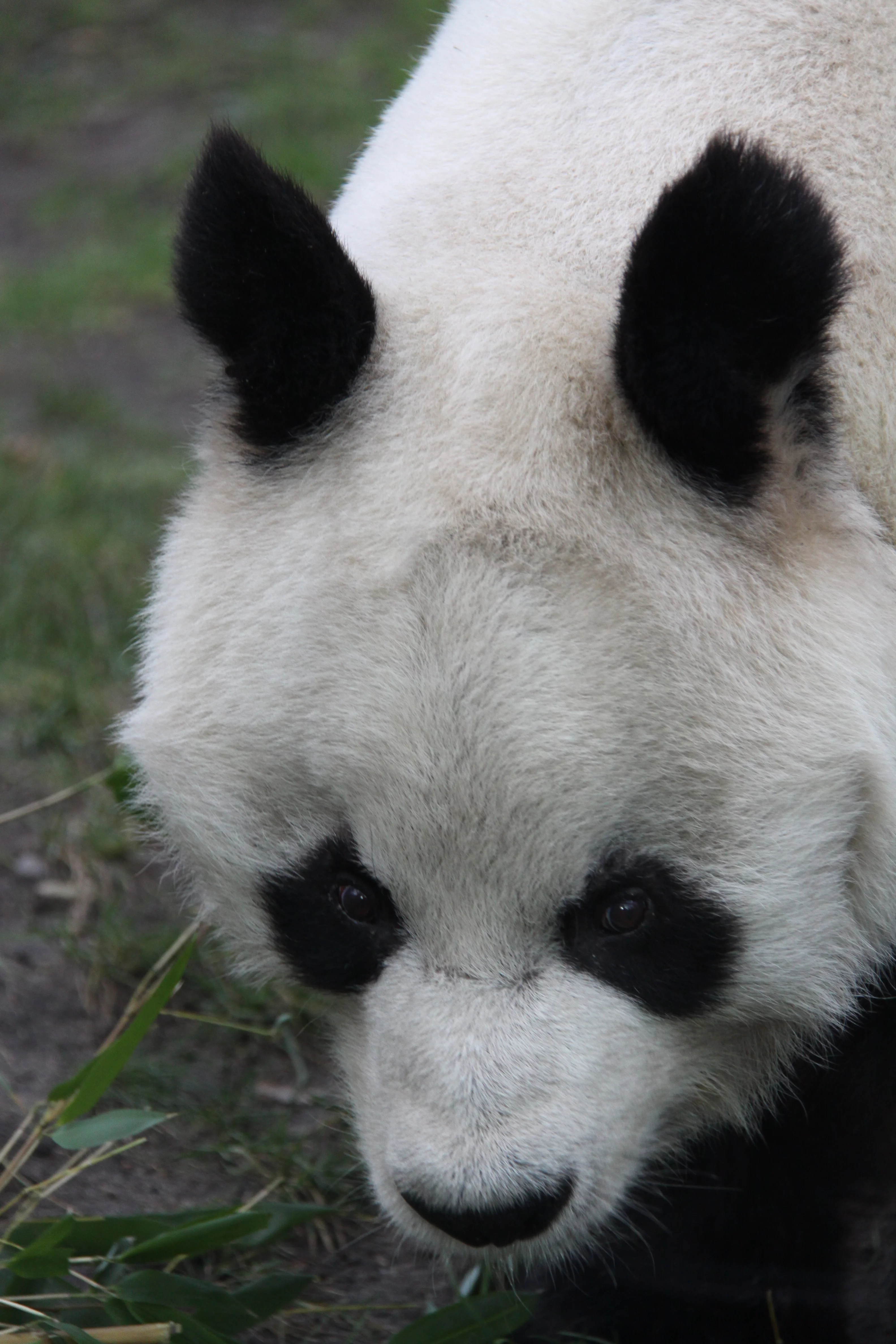 Zoo Berlin