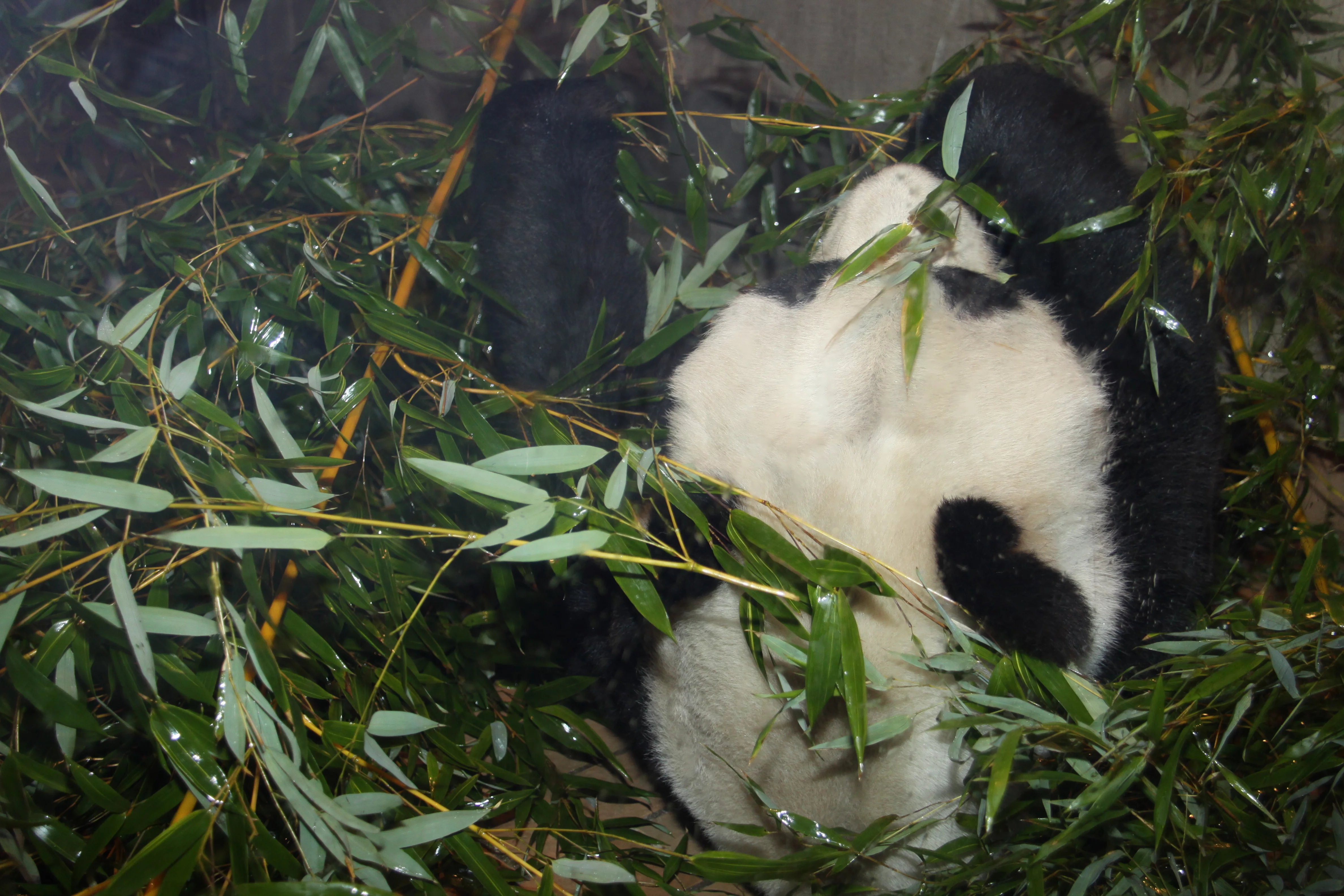 Zoo Berlin