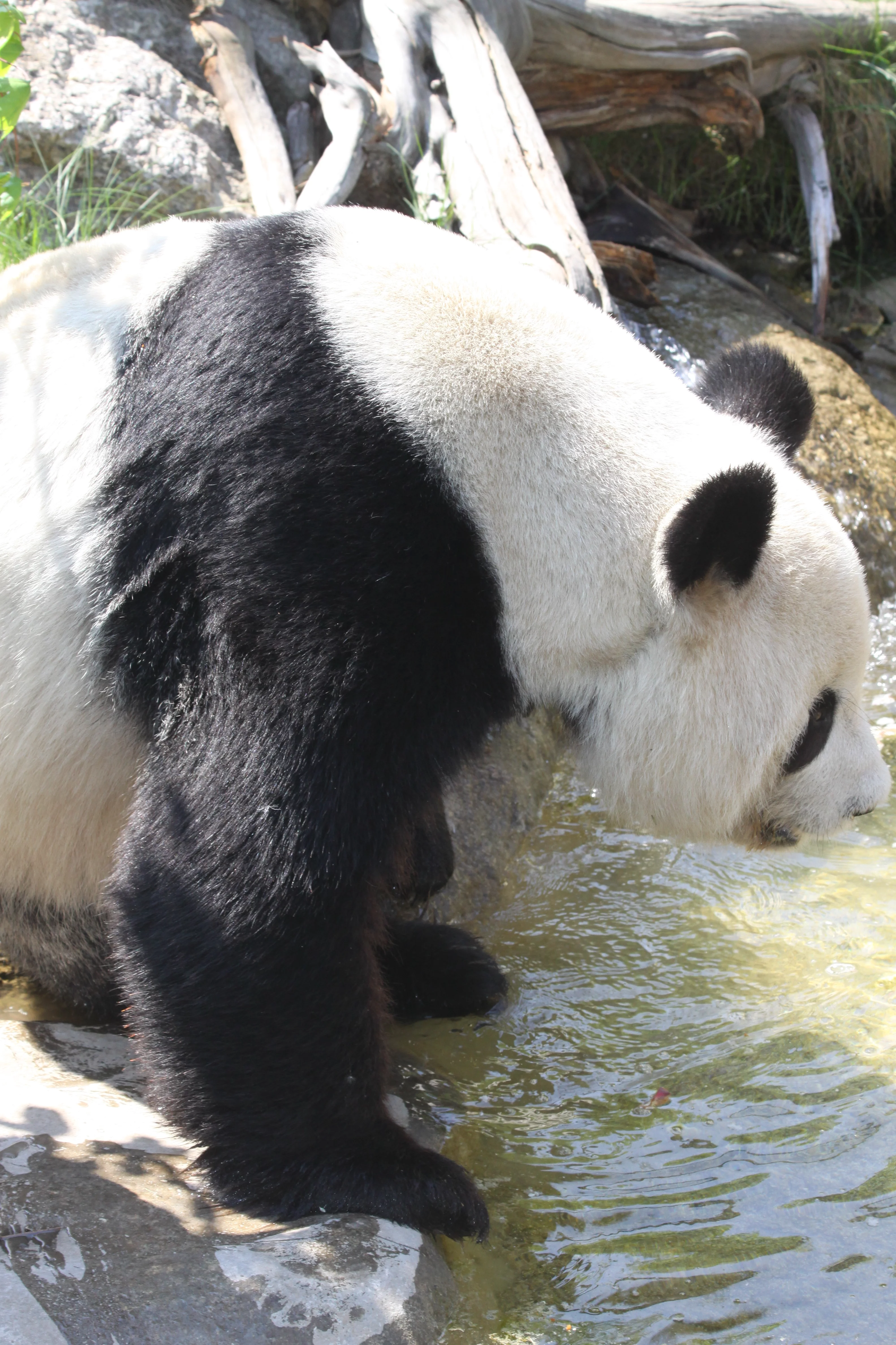 Tiergarten Schönbrunn