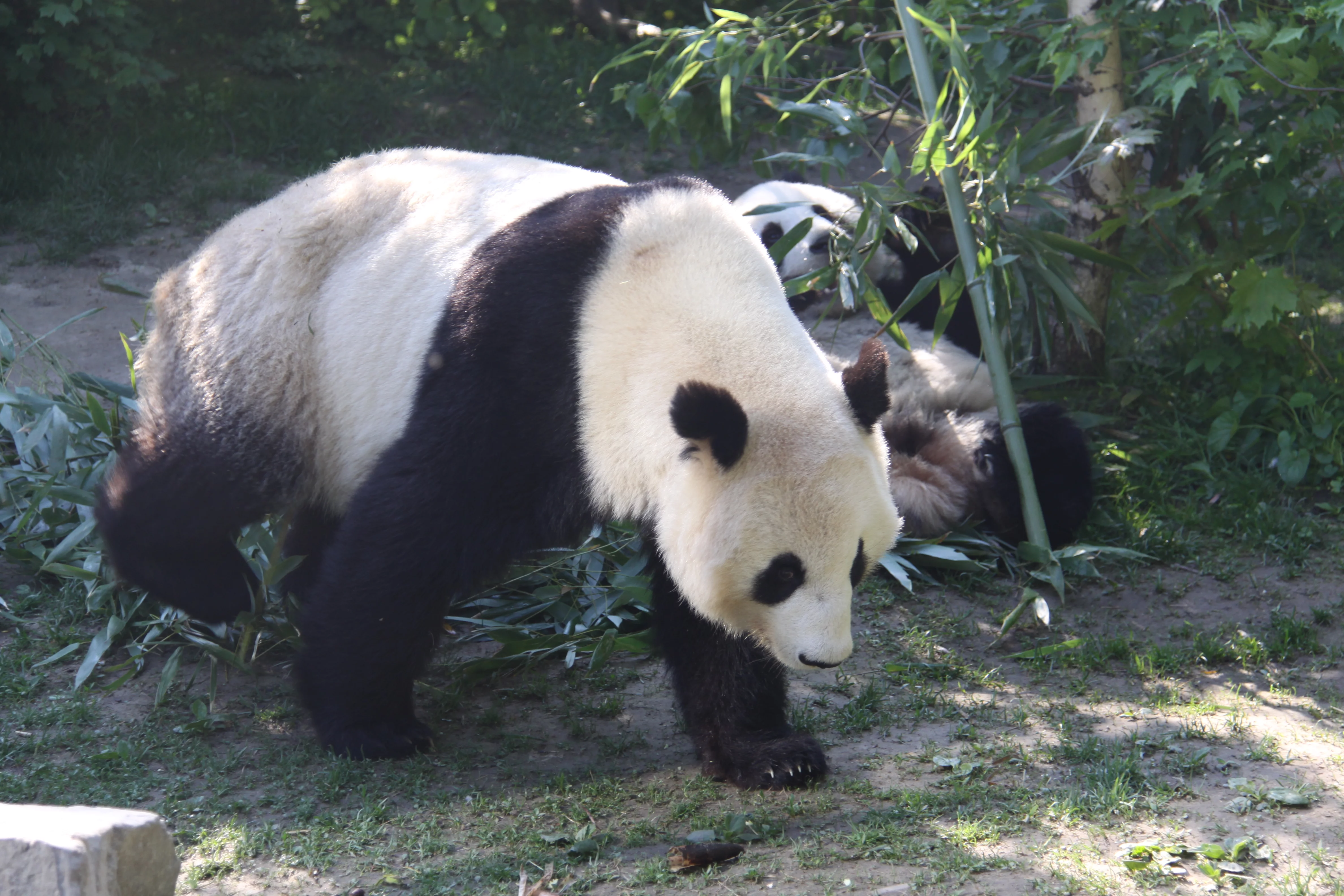 Tiergarten Schönbrunn