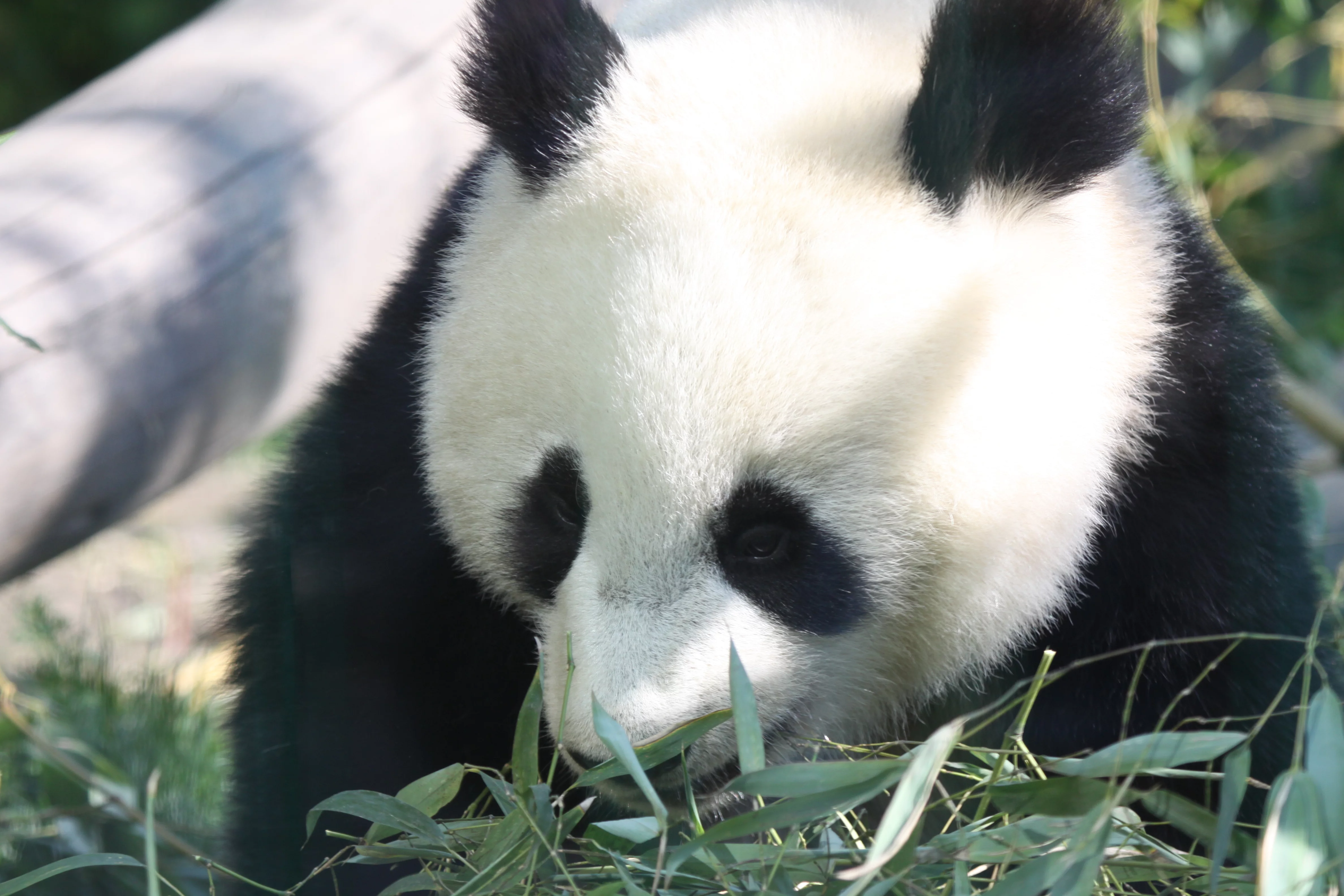 Tiergarten Schönbrunn