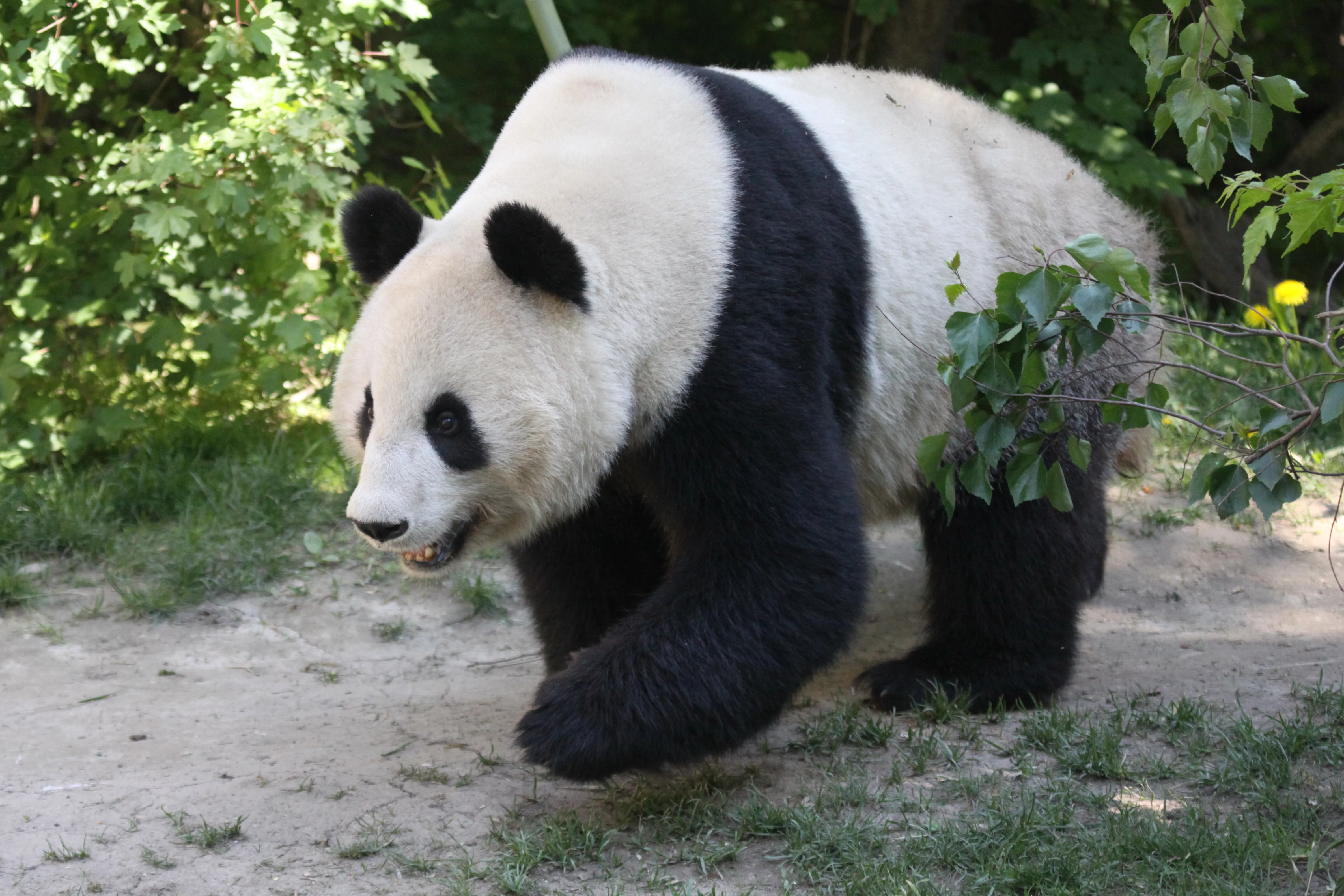 Tiergarten Schönbrunn