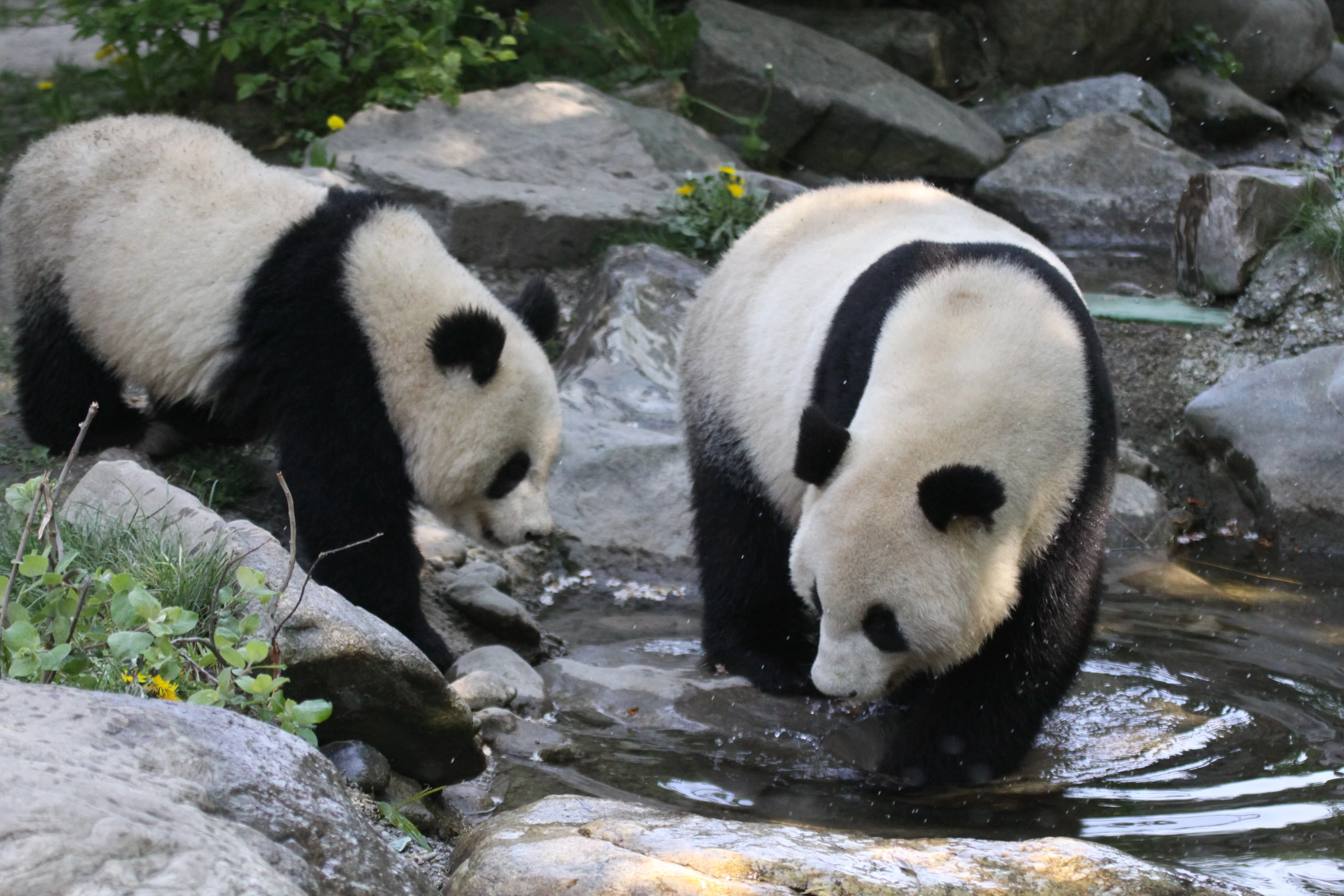 Tiergarten Schönbrunn