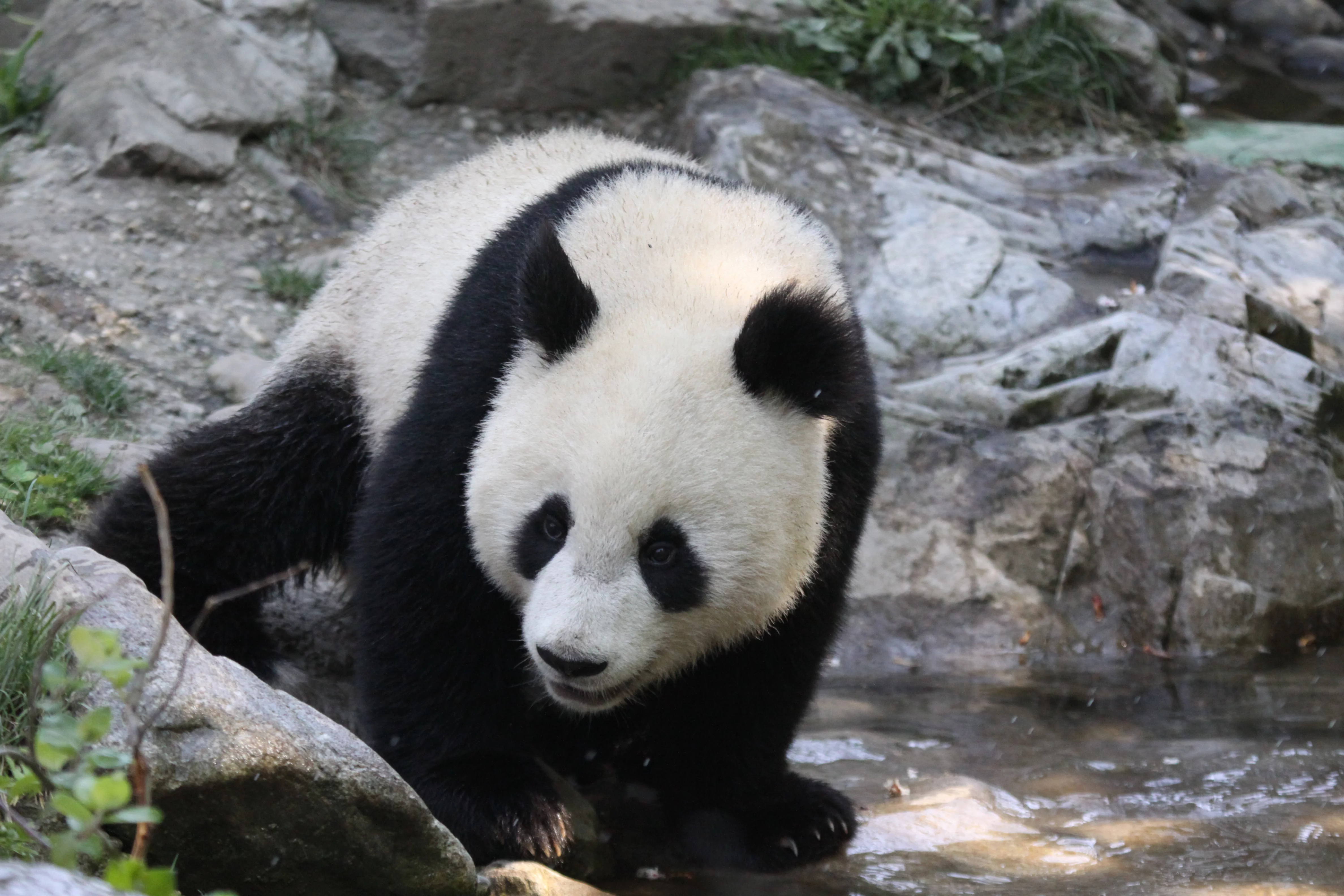 Tiergarten Schönbrunn