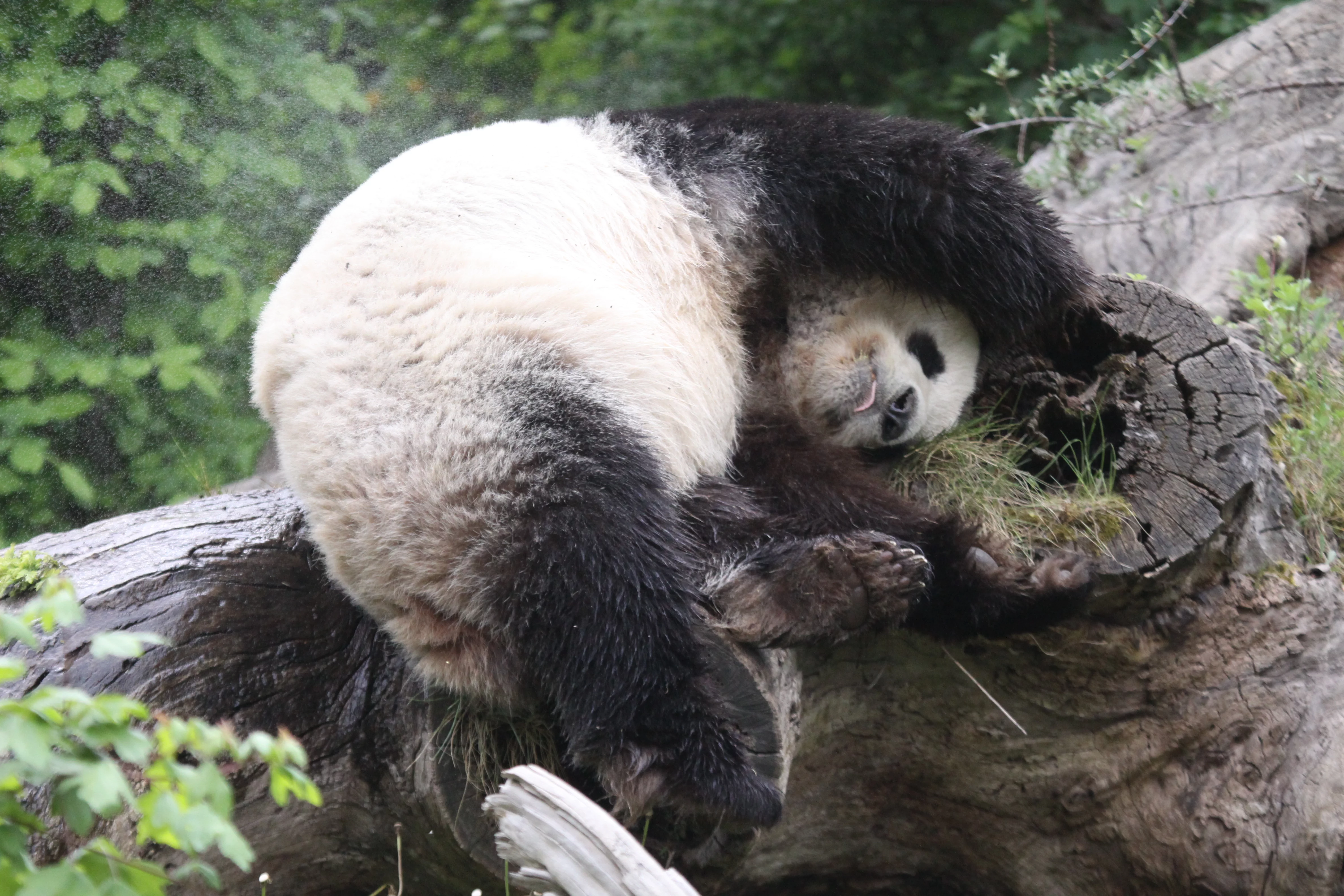 Tiergarten Schönbrunn