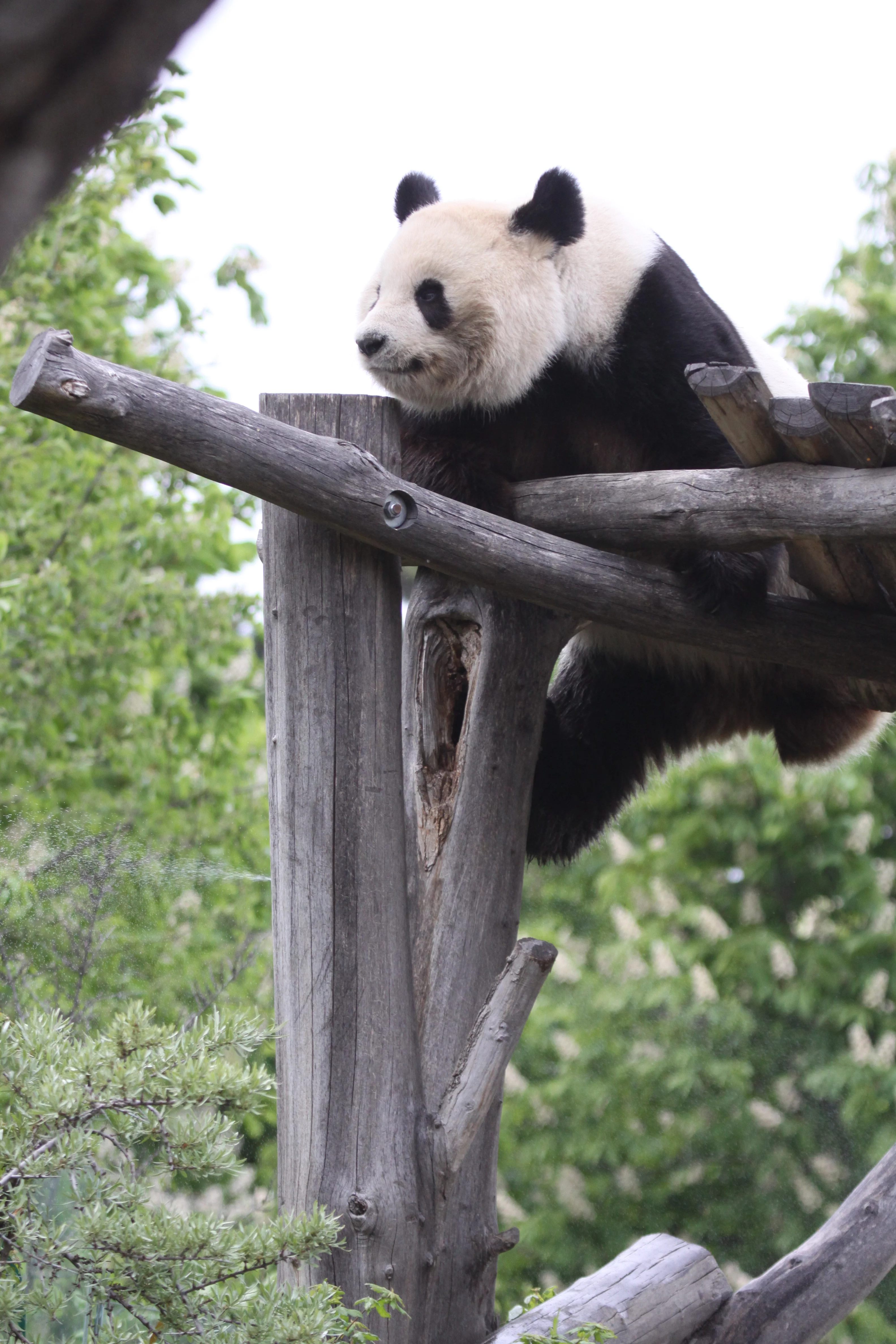 Tiergarten Schönbrunn