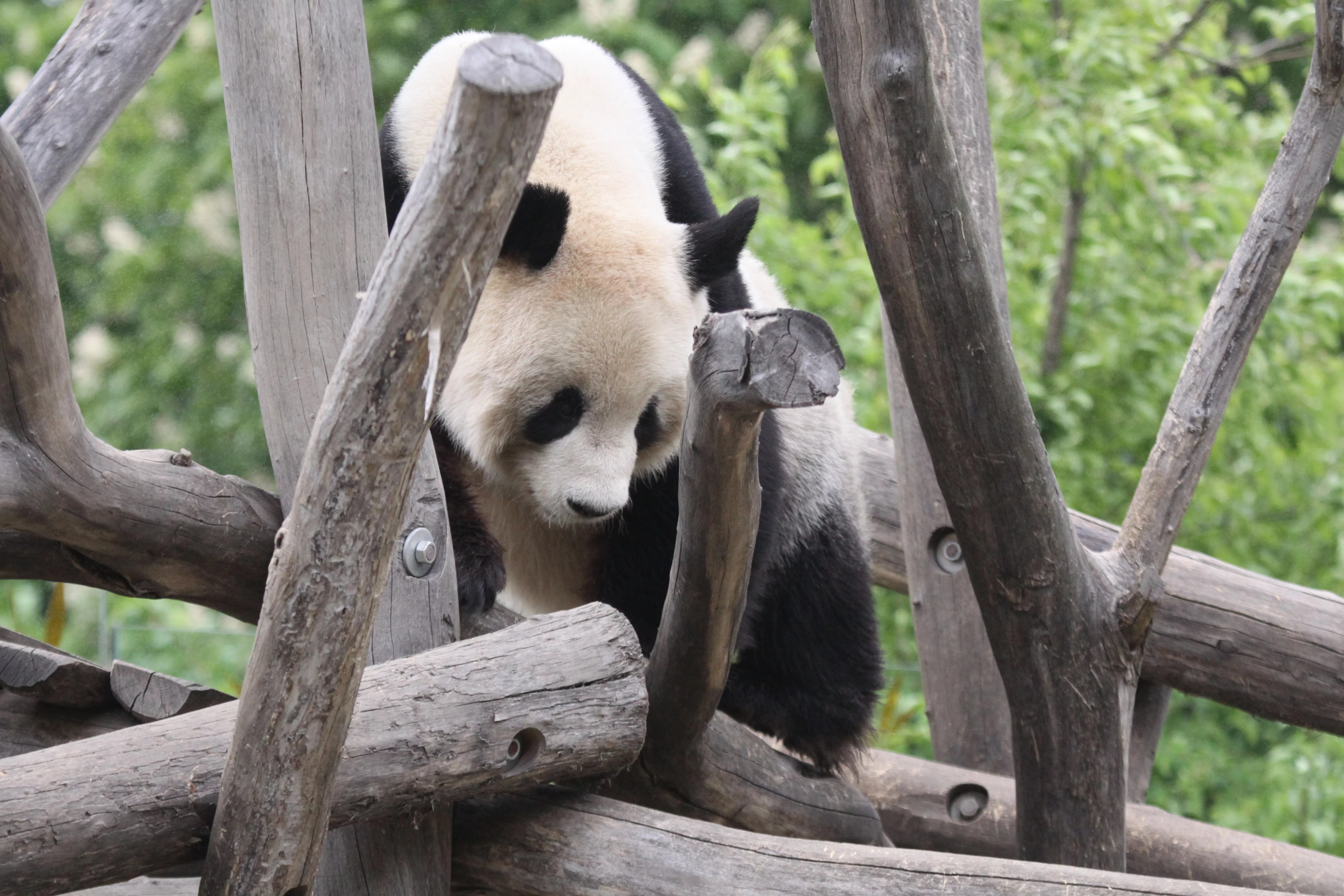 Tiergarten Schönbrunn