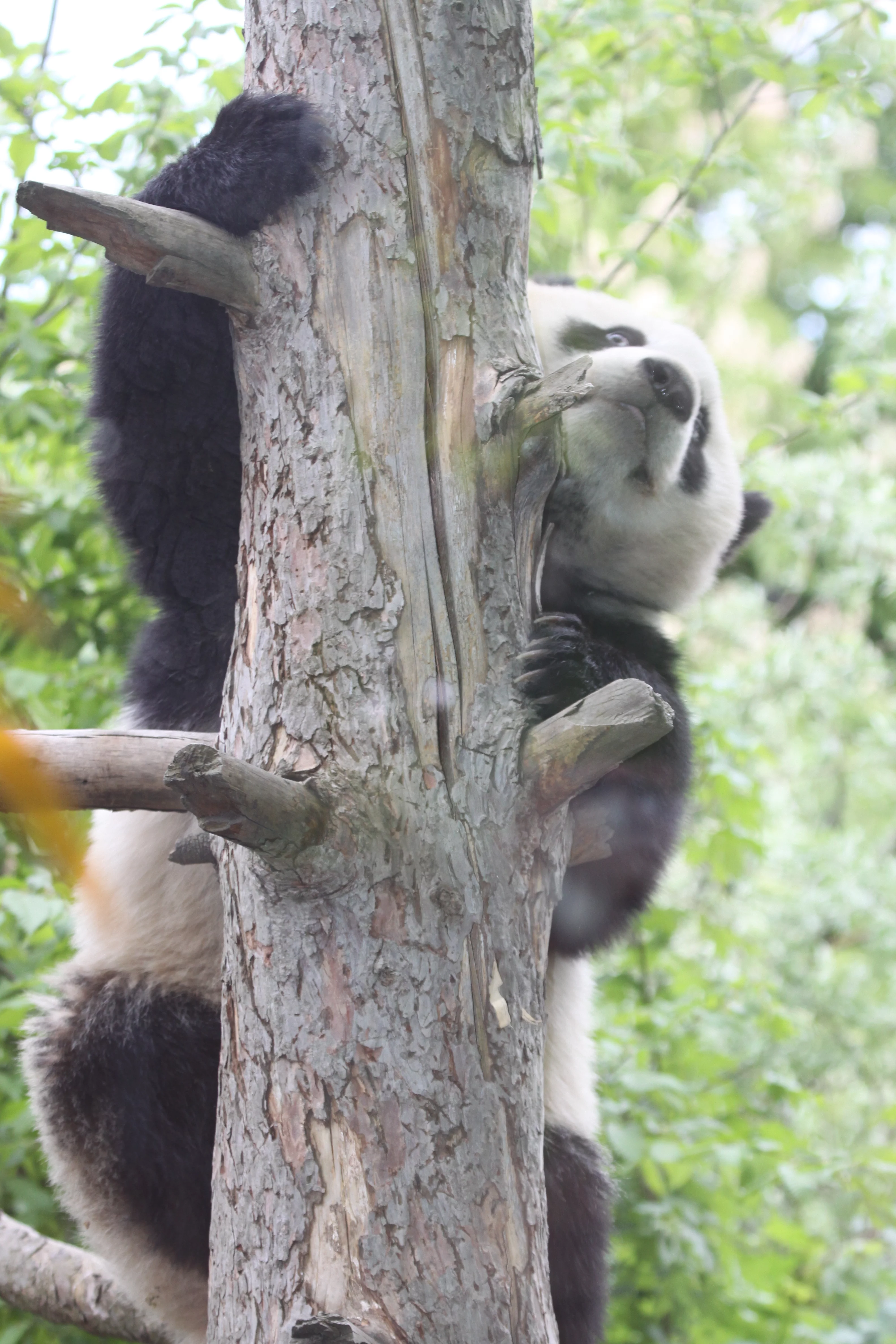 Tiergarten Schönbrunn