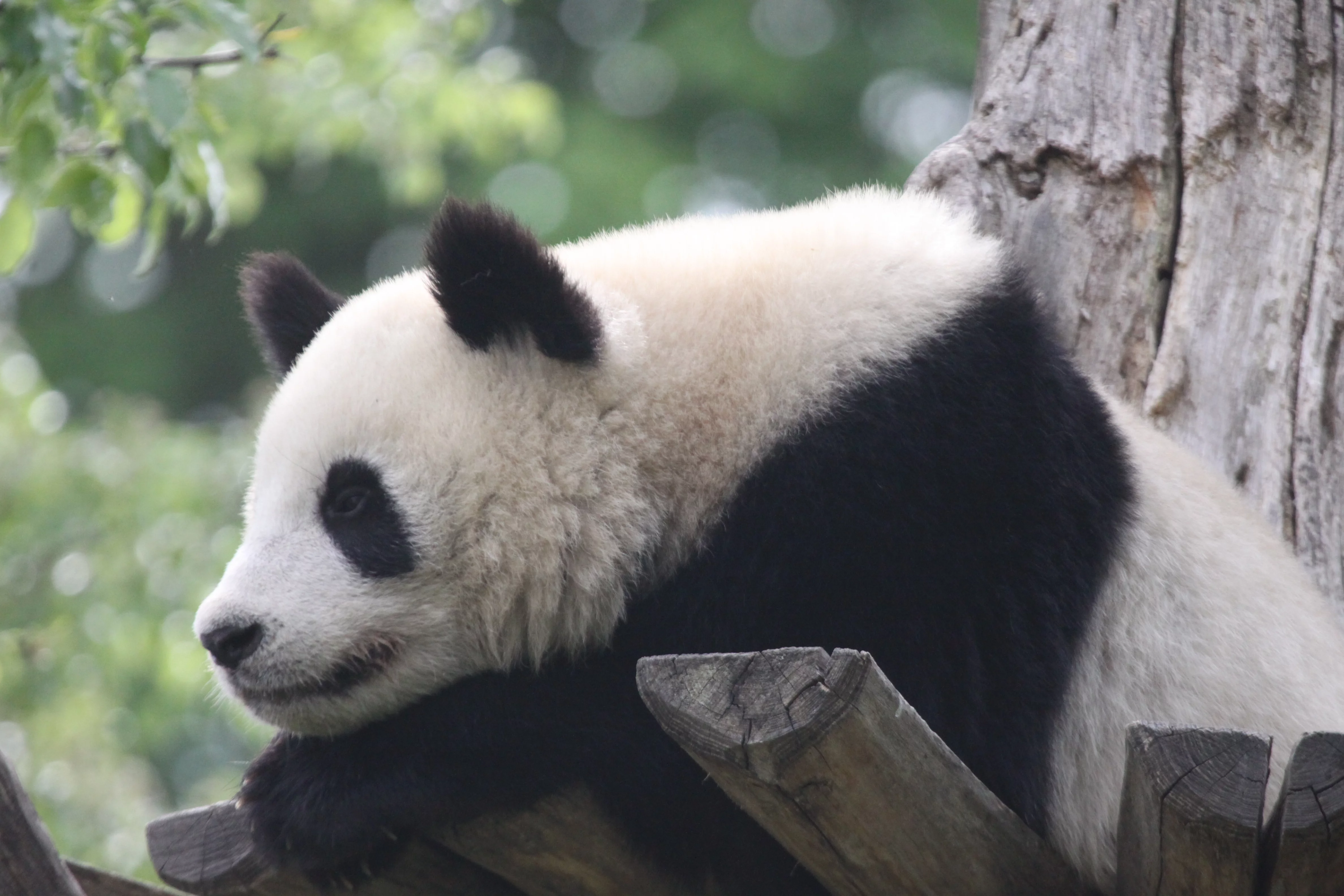 Tiergarten Schönbrunn