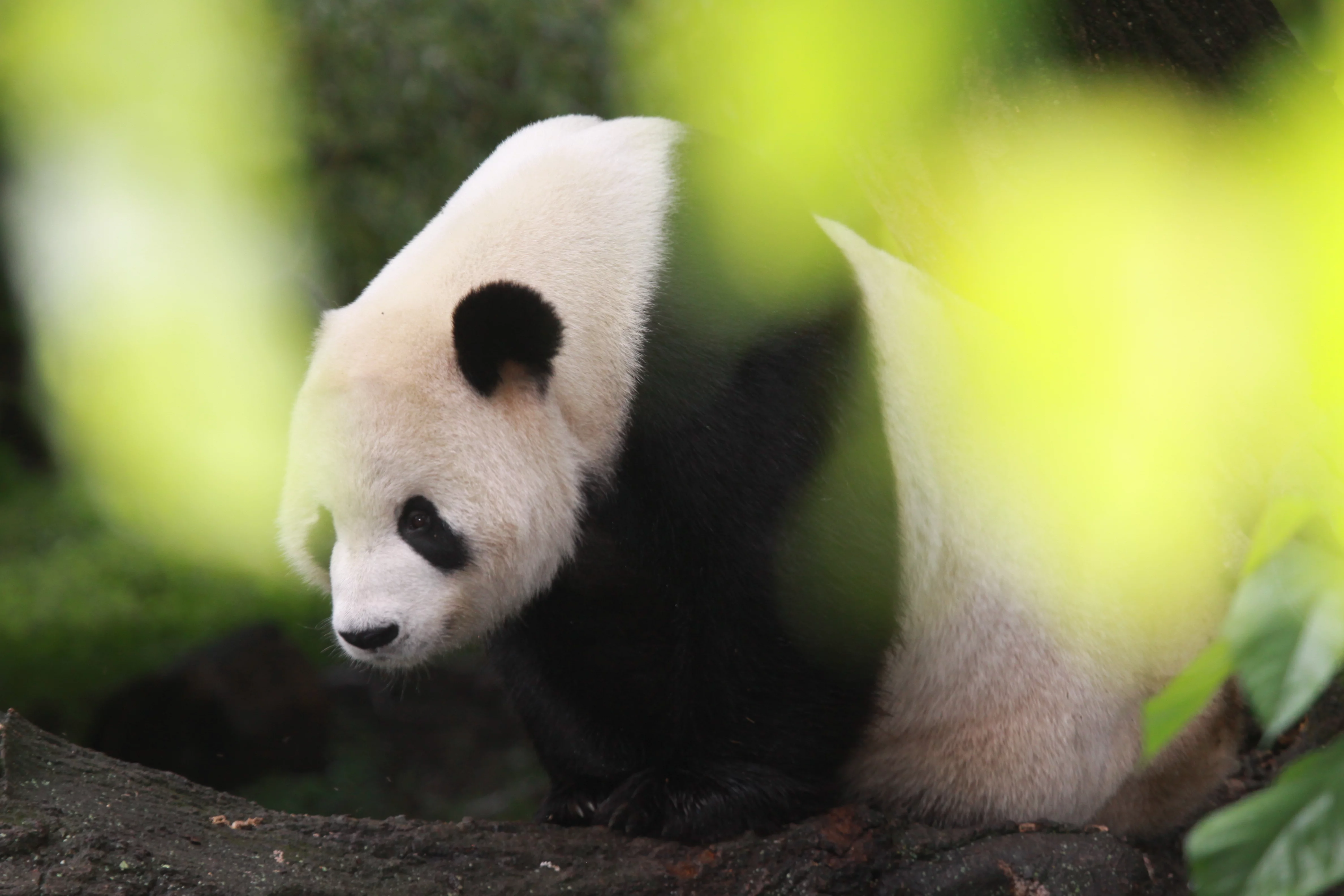 Smithsonian's National Zoo