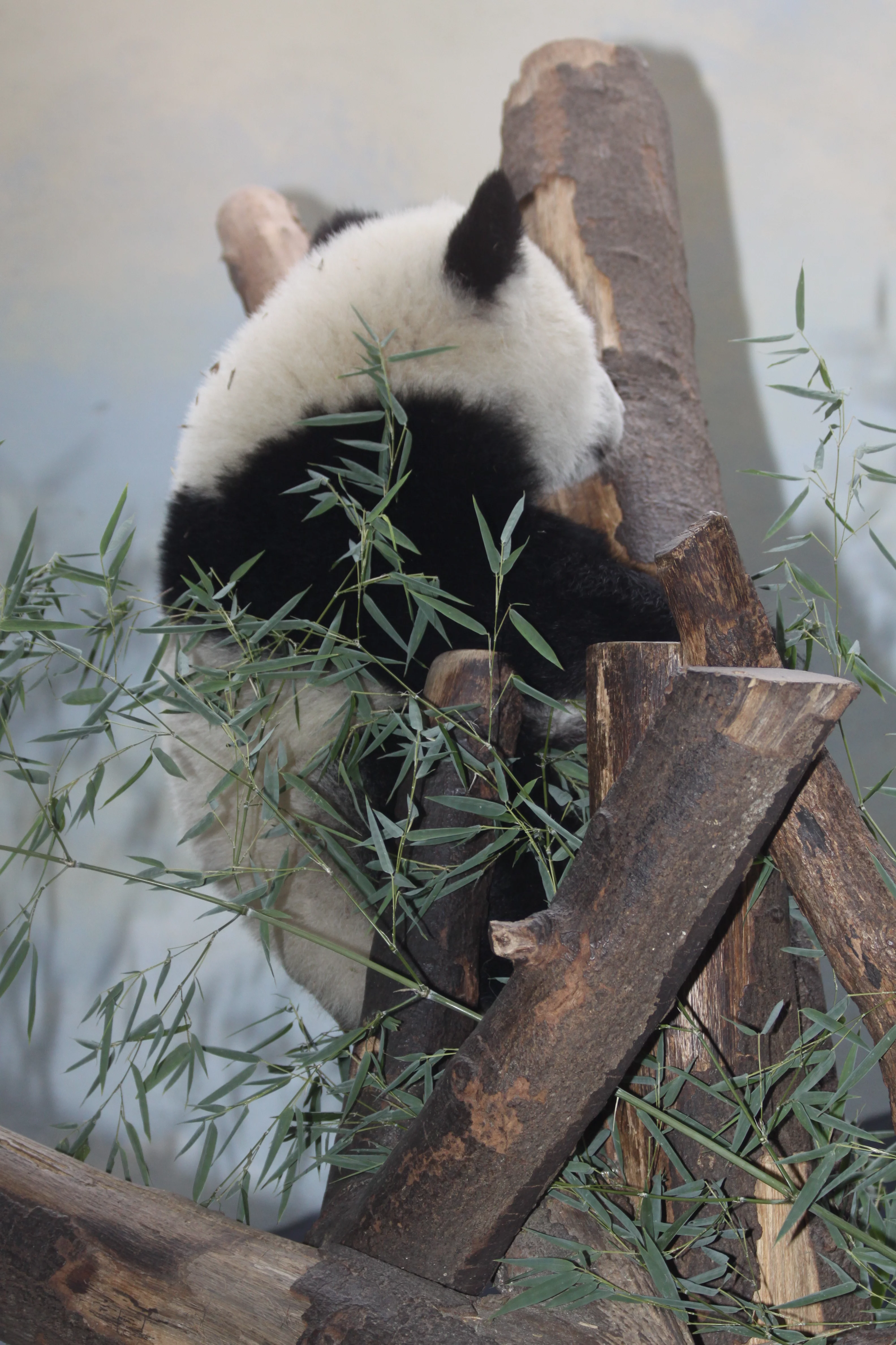 Zoo Atlanta