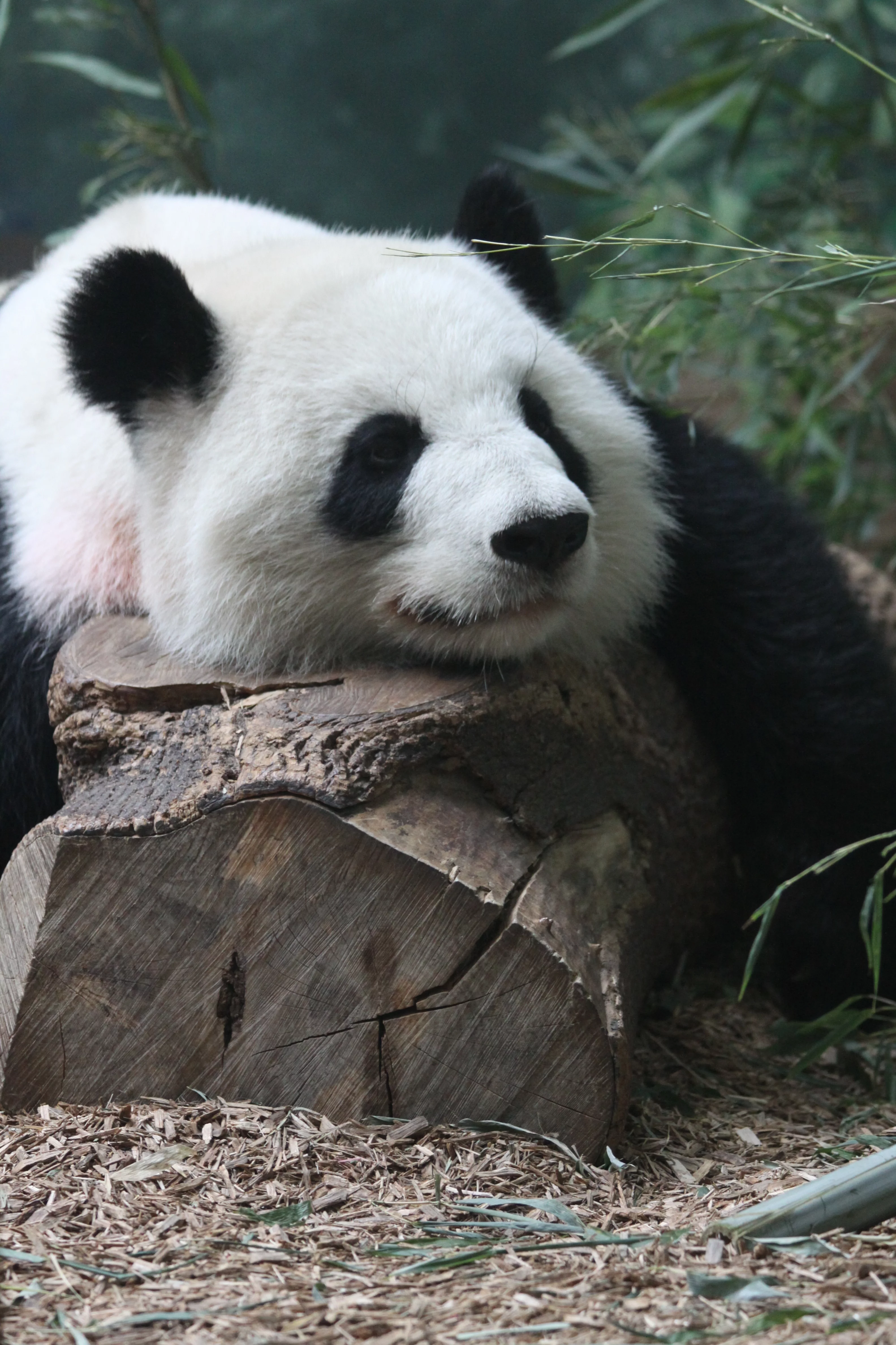 Zoo Atlanta