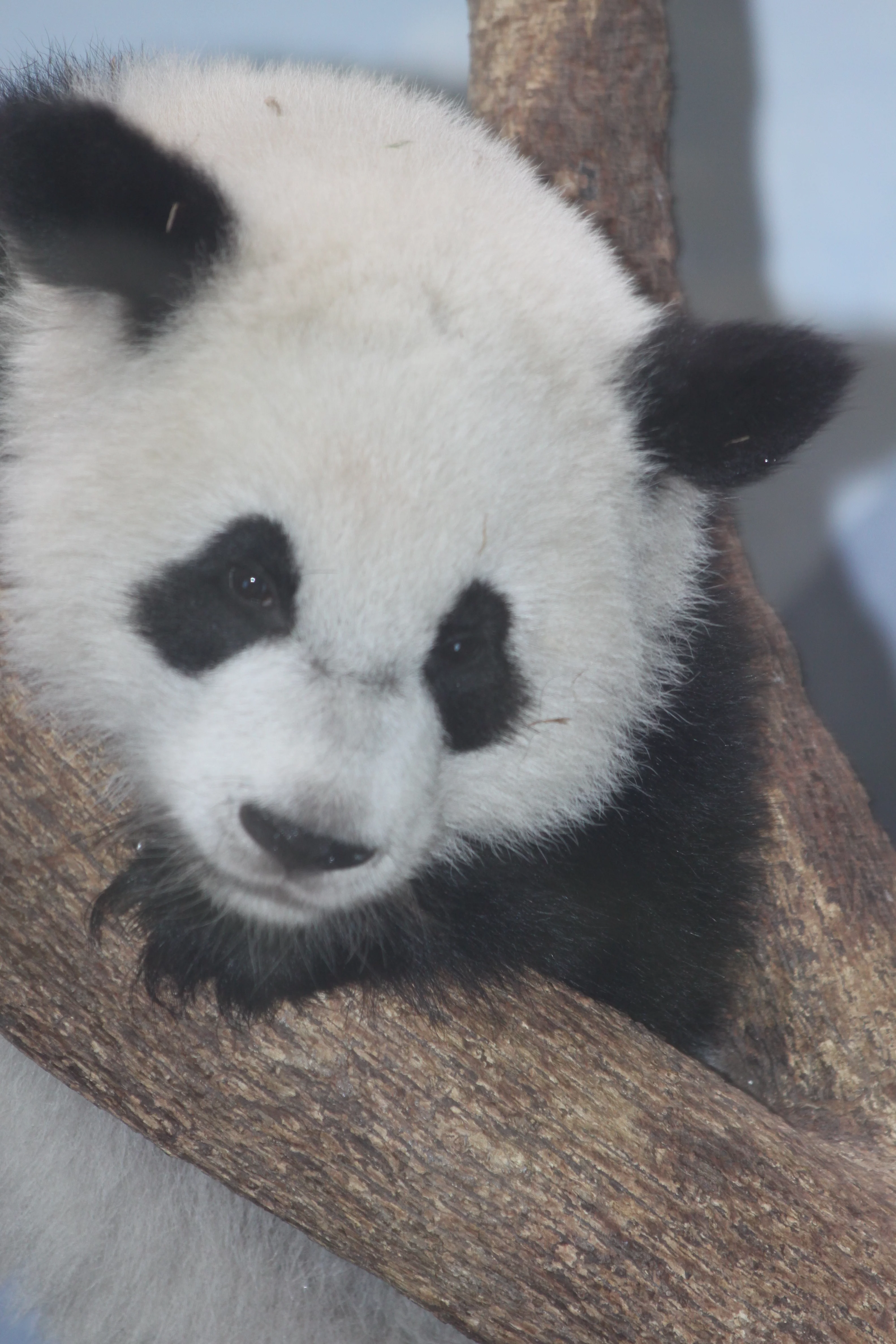Zoo Atlanta