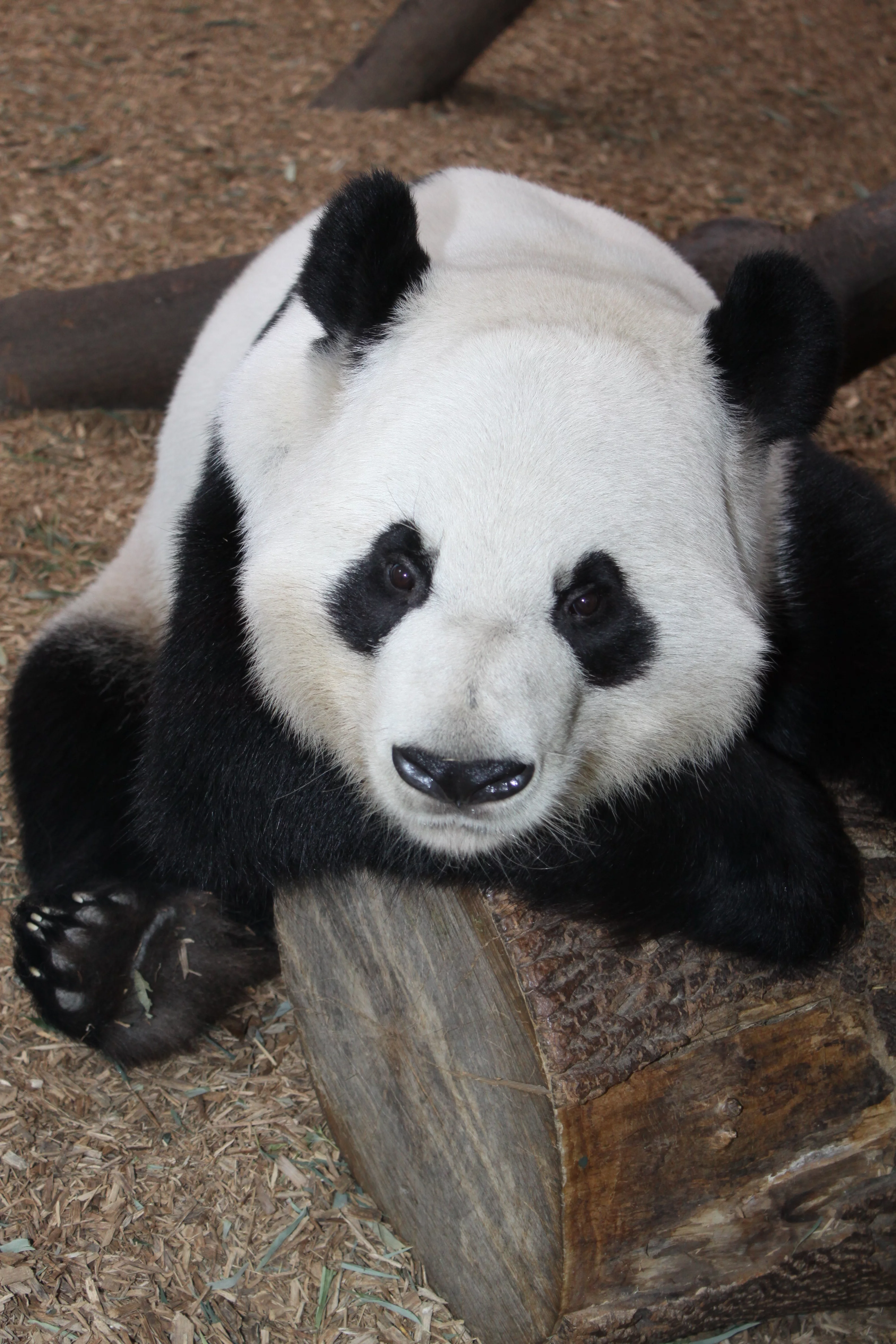 Zoo Atlanta