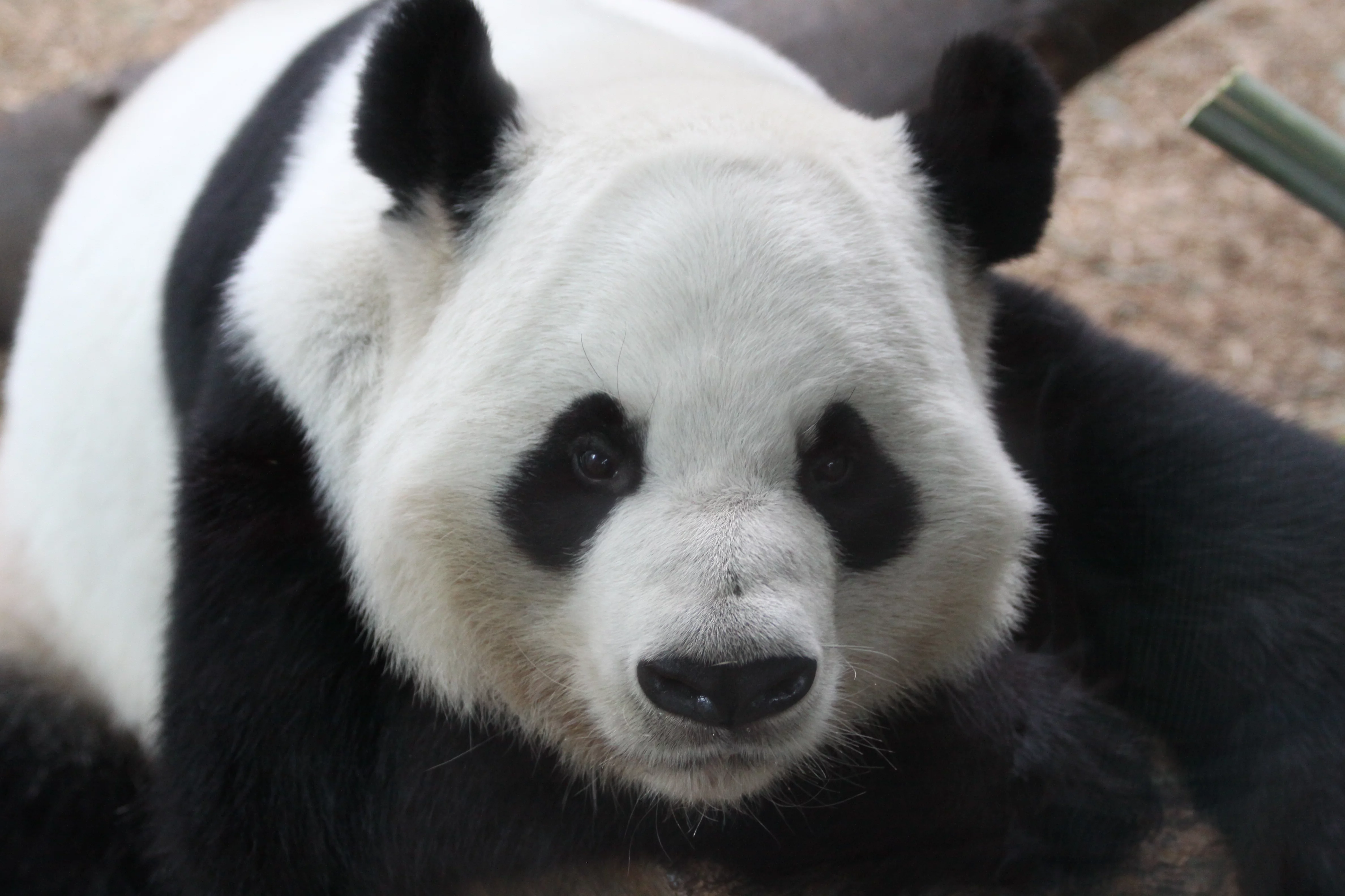 Zoo Atlanta