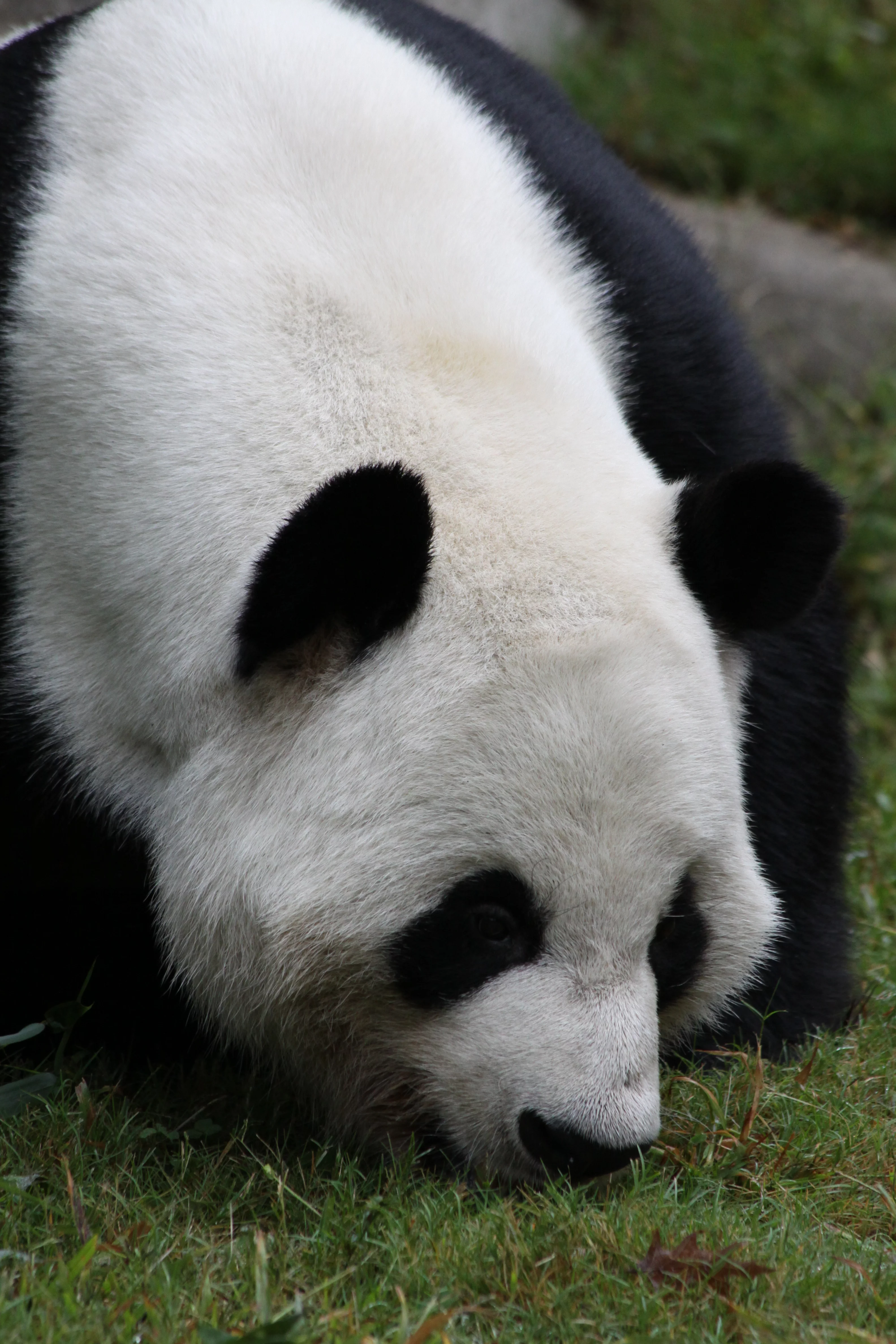Zoo Atlanta